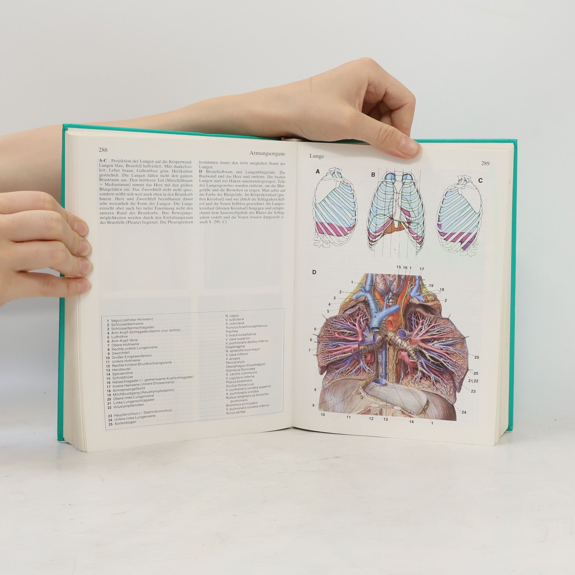 Herbert Lippert Anatomie