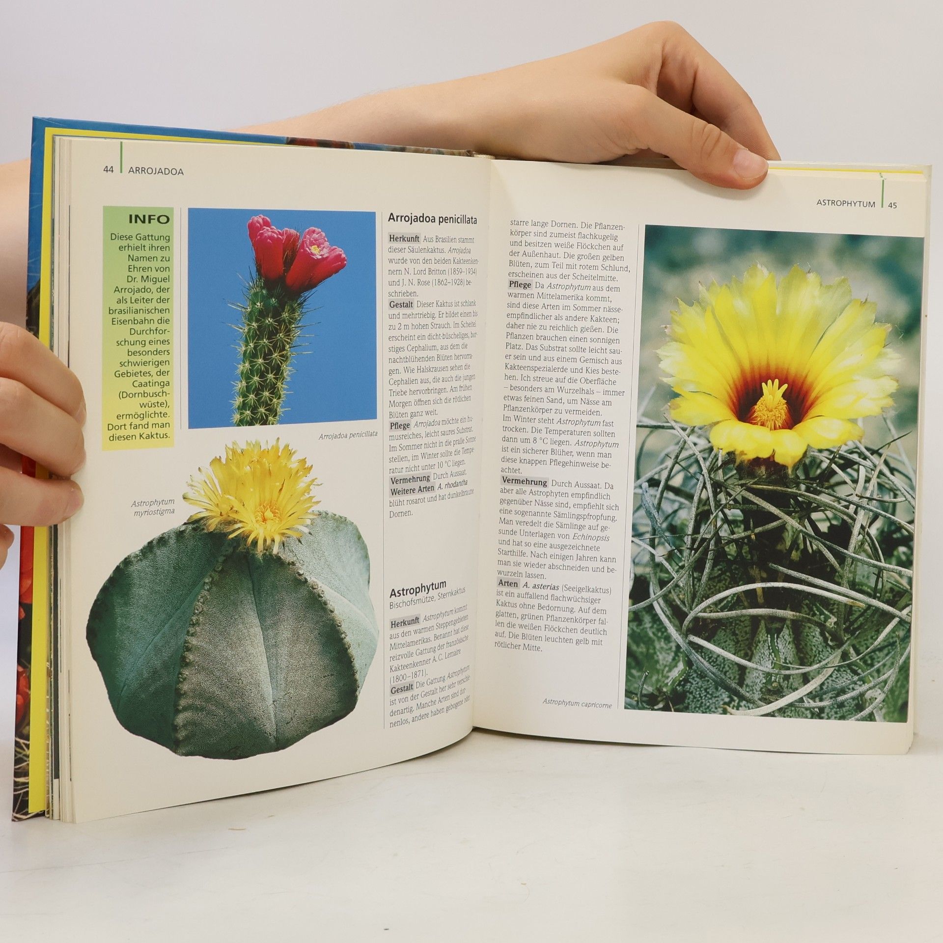 Elisabeth Manke Das BLV-Kakteen-Buch