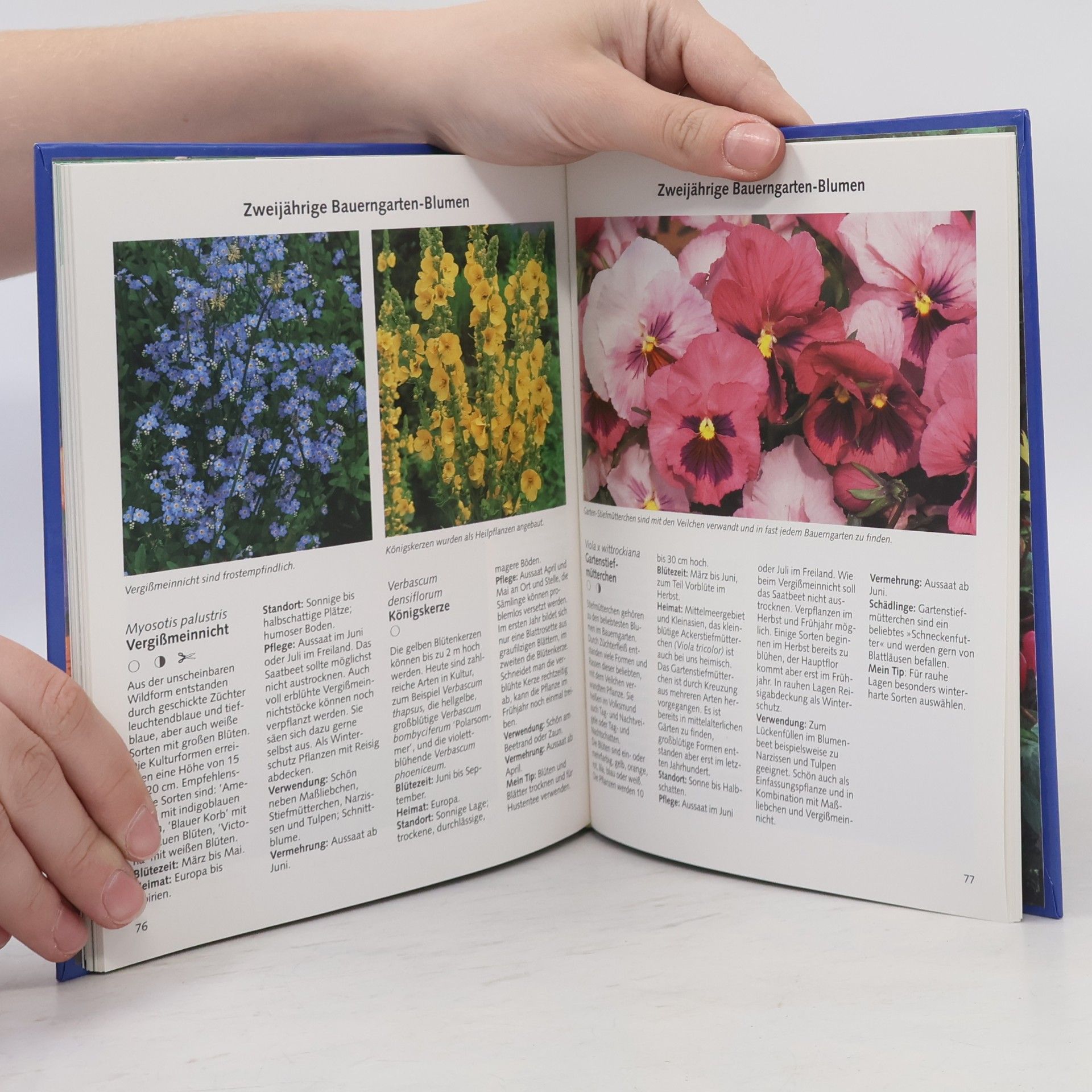 Jolanda Englbrecht Blumen aus dem Bauerngarten
