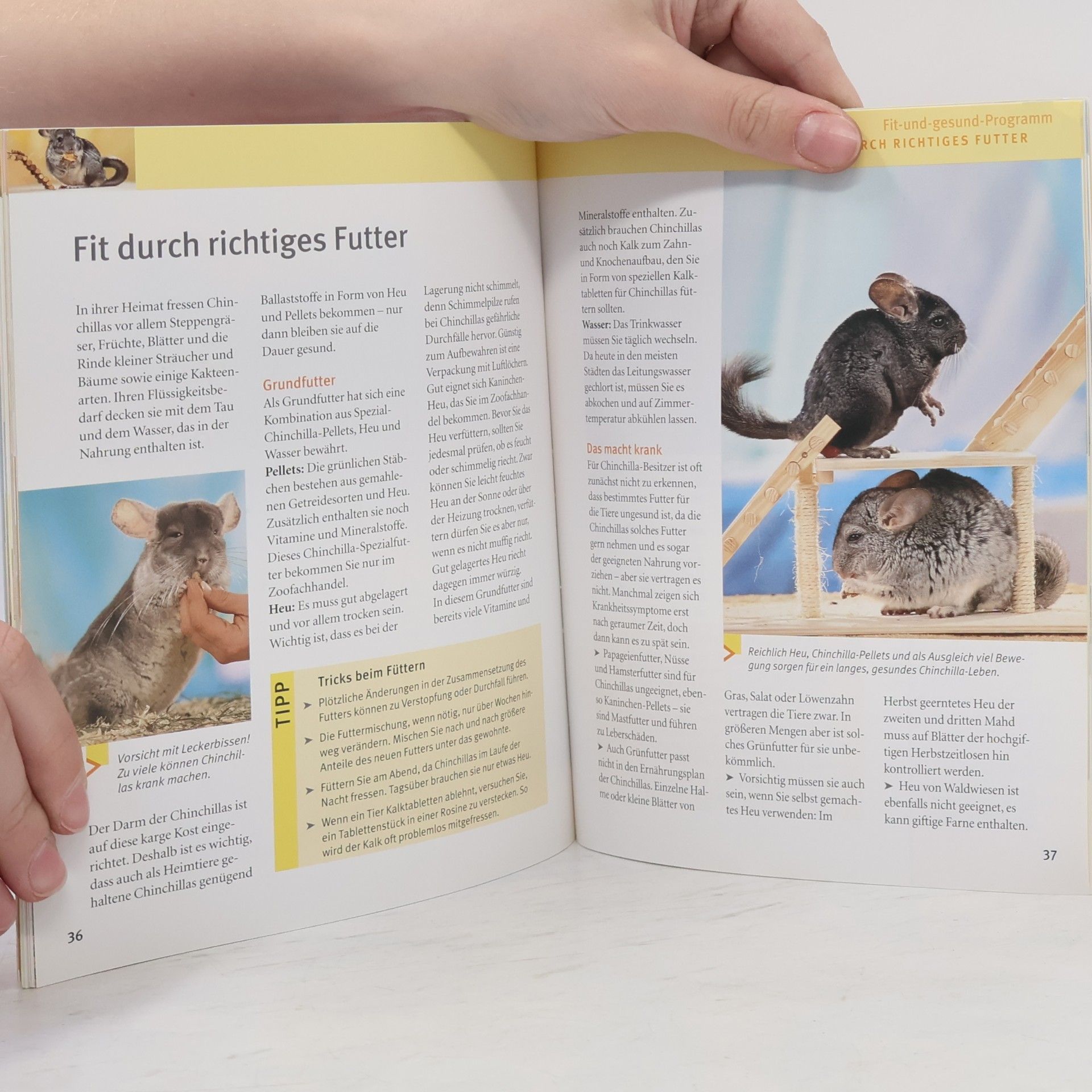 Maike RöderThiede Chinchillas