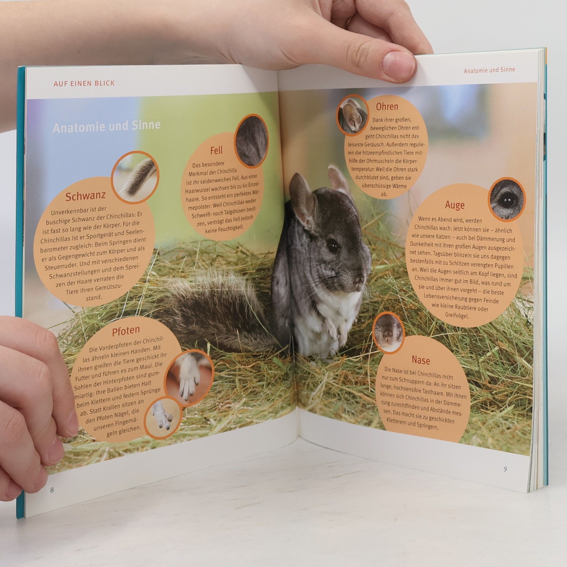 Juliana Bartl Chinchillas