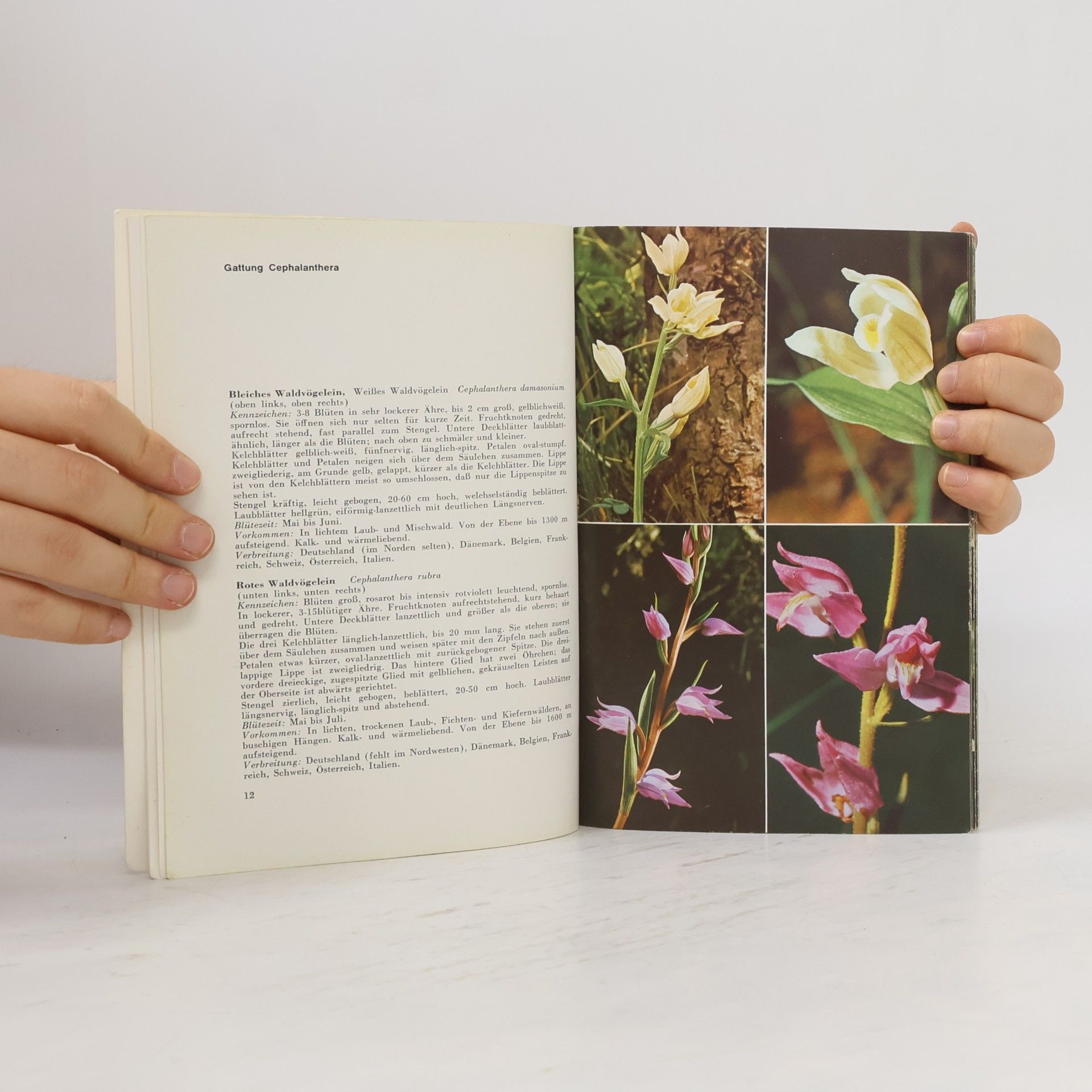 Paula Kohlhaupt Bunte Welt der Orchideen
