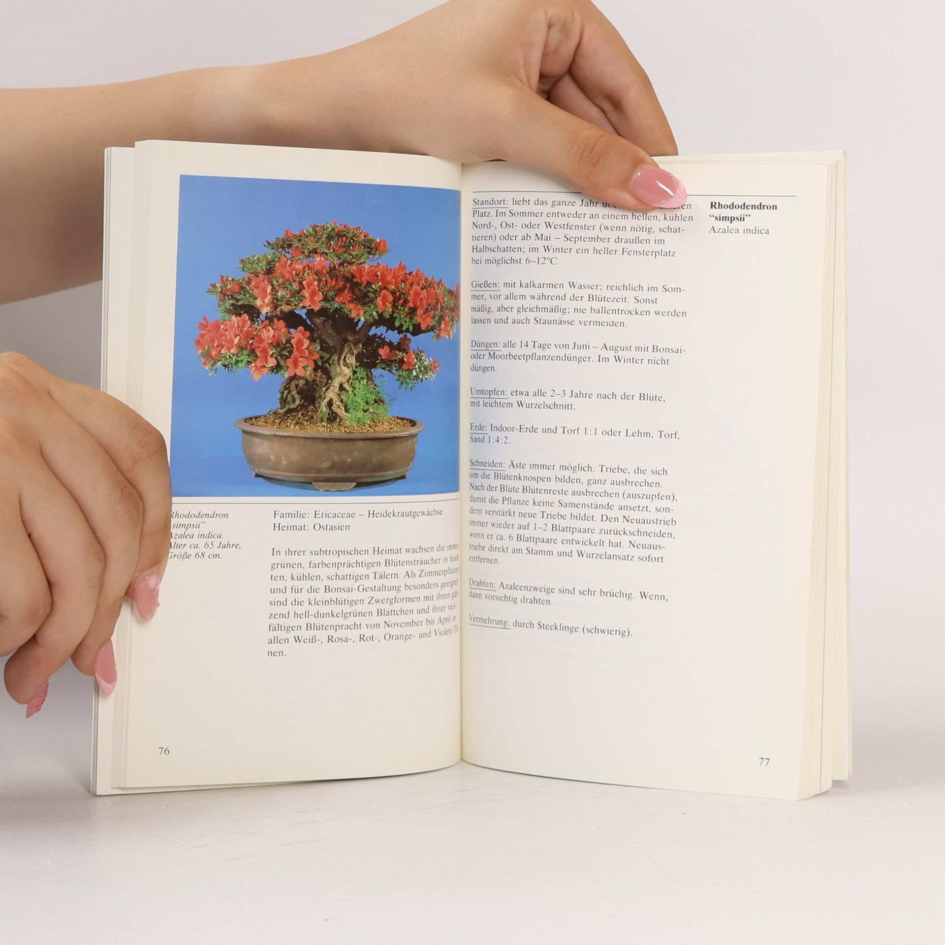 Ilona Lesniewicz Bonsai für die Wohnung