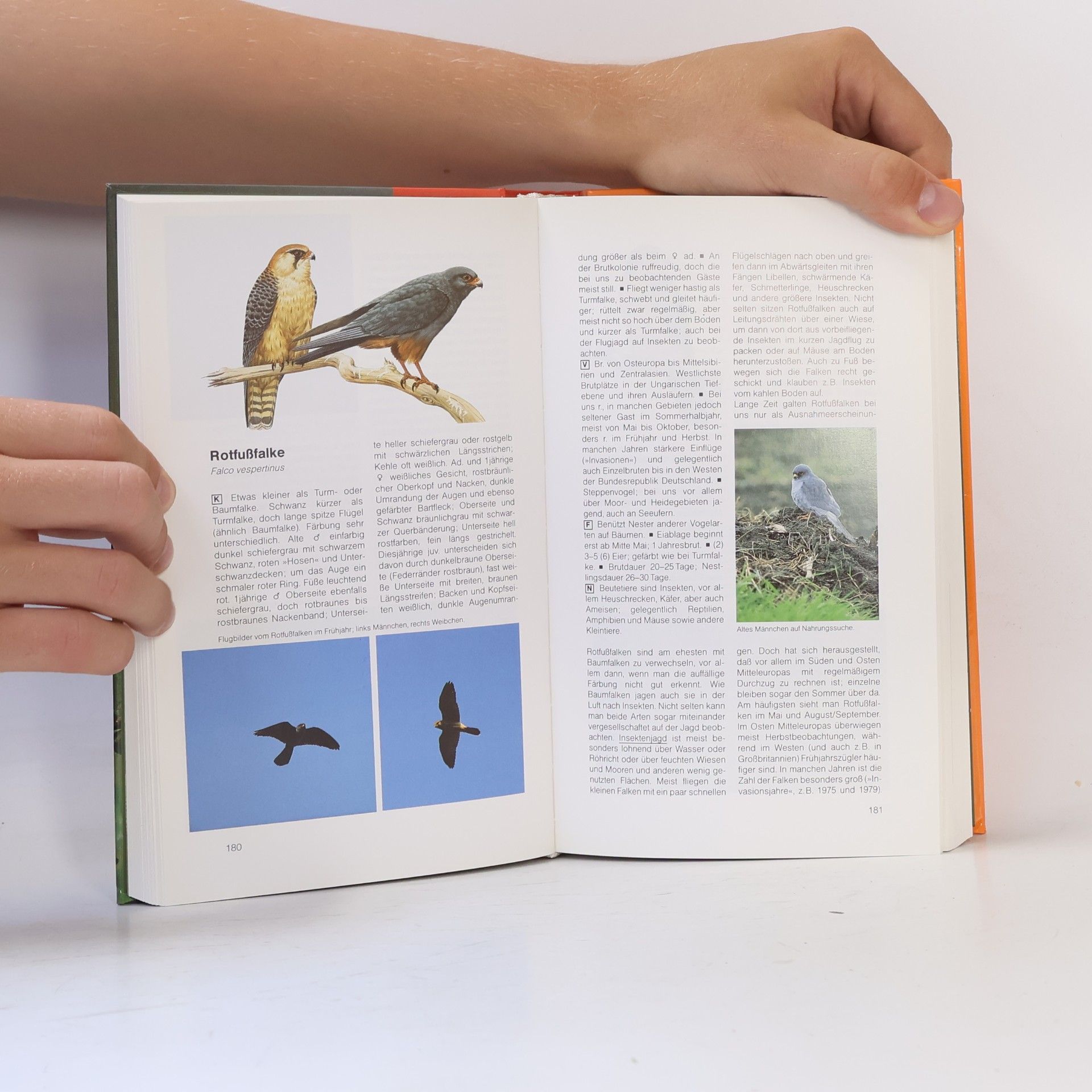Einhard Bezzel BLV-Handbuch Vögel