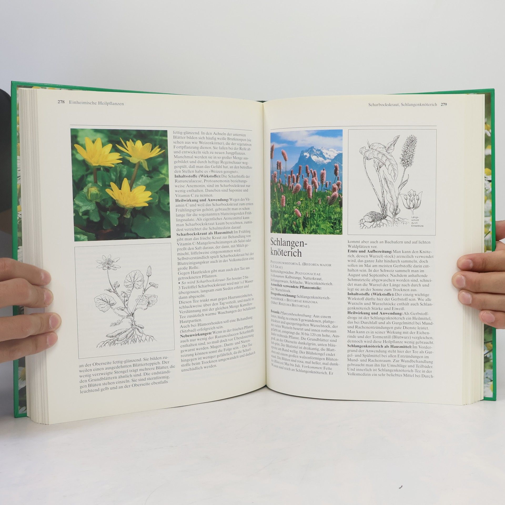 Mannfried Pahlow Das Große Buch der Heilpflanzen. Gesund durch die Heilkräfte der Natur