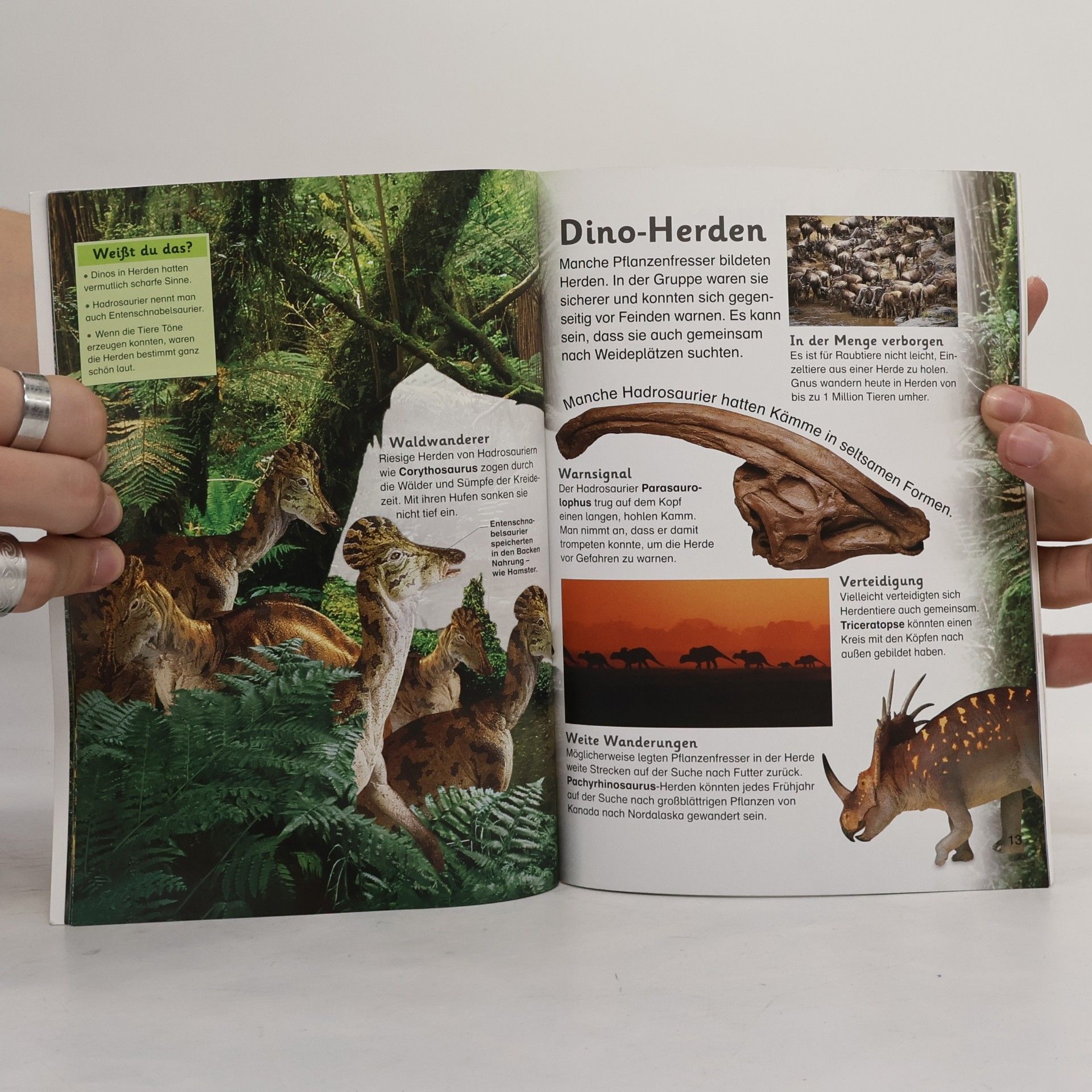 Autorenkollektiv Dinosaurier