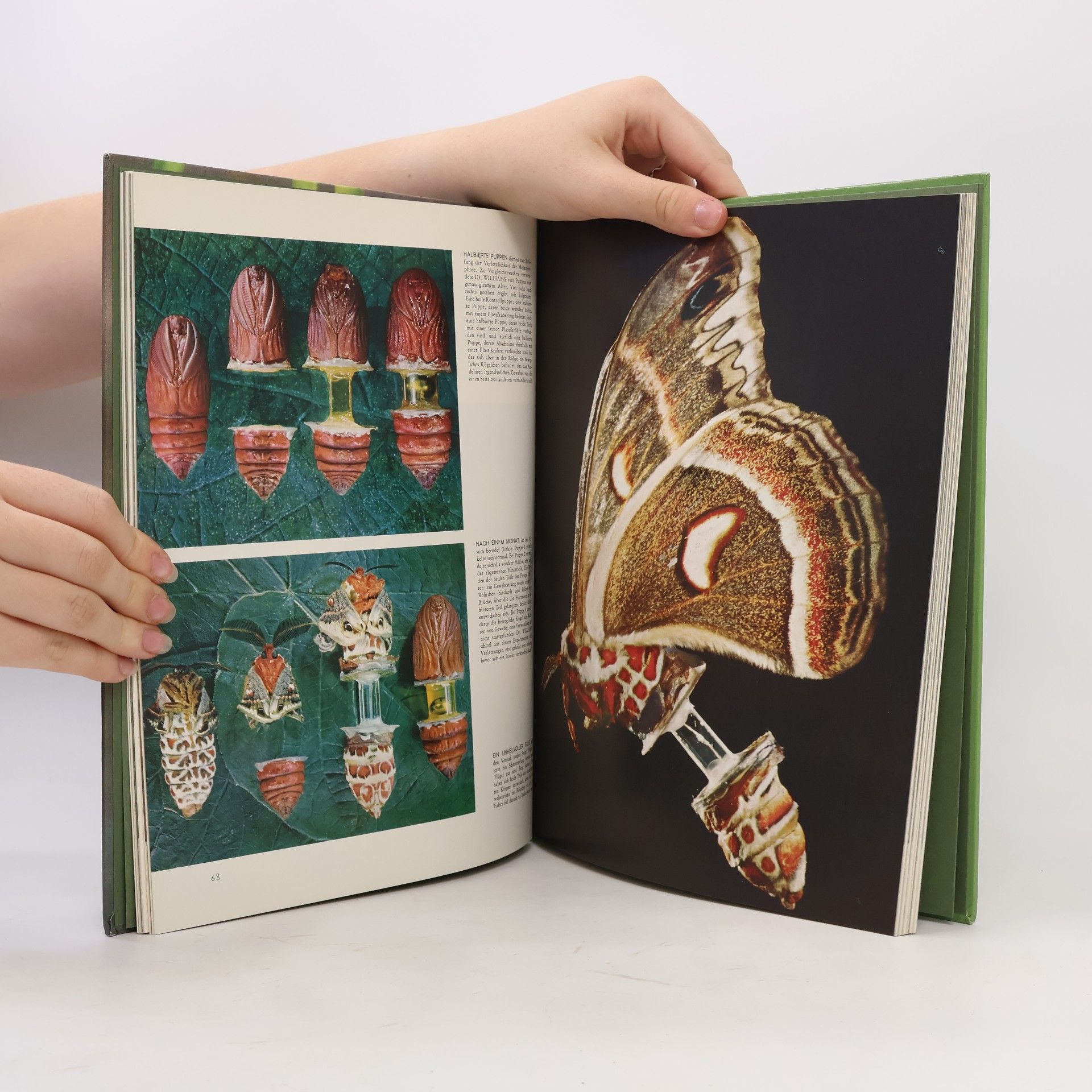 Autorenkollektiv Die insekten