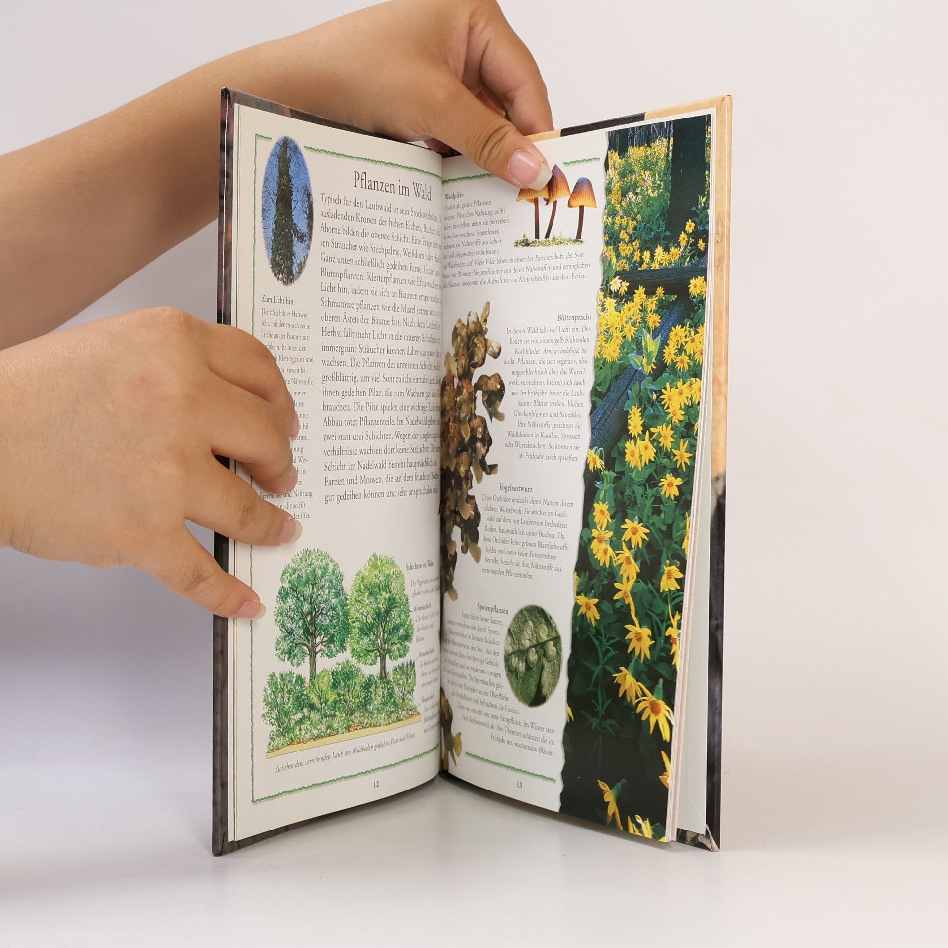 Various authors Wissen der Welt. Wälder