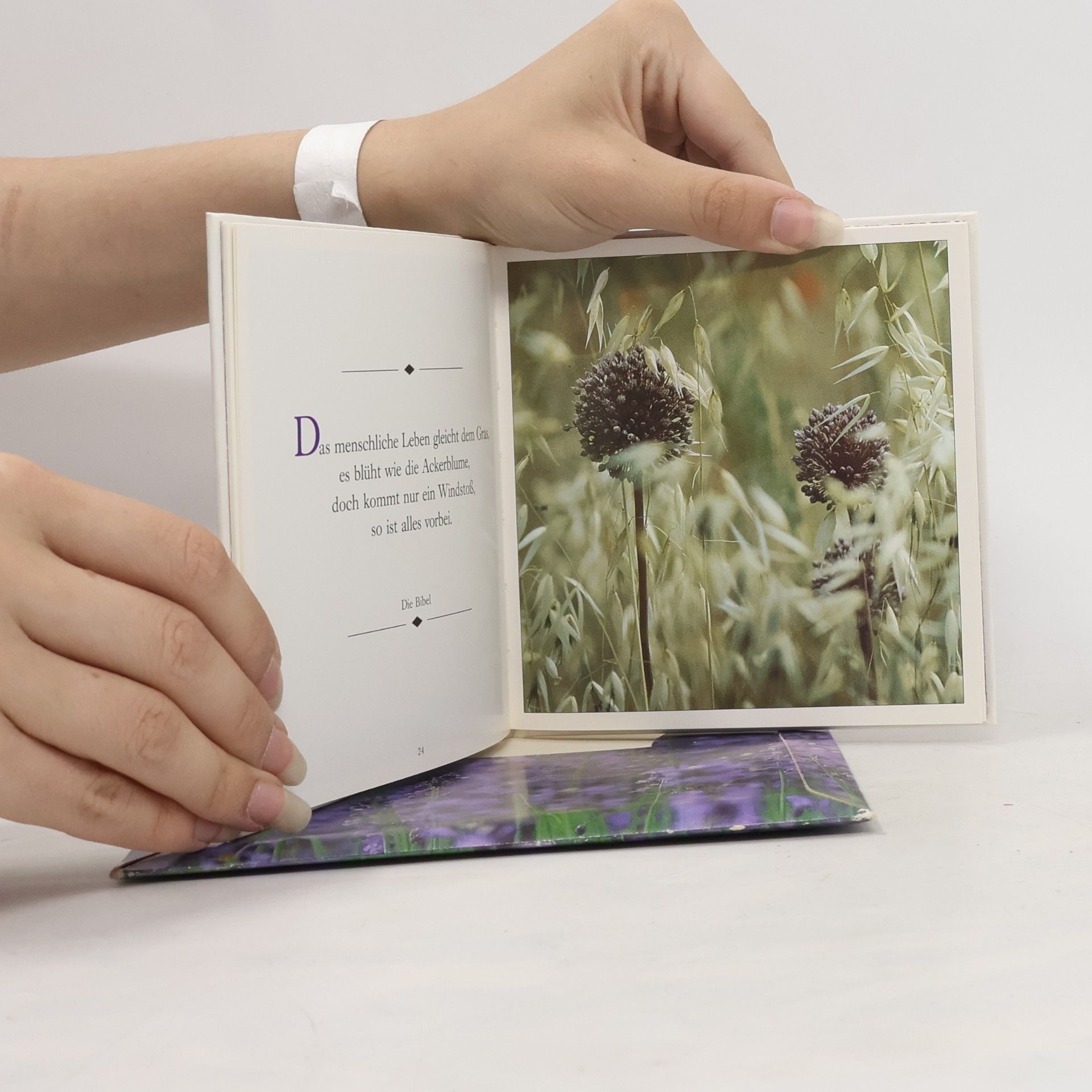 Autorenkollektiv Blumen sind die Augen, mit denen uns die Natur anschaut