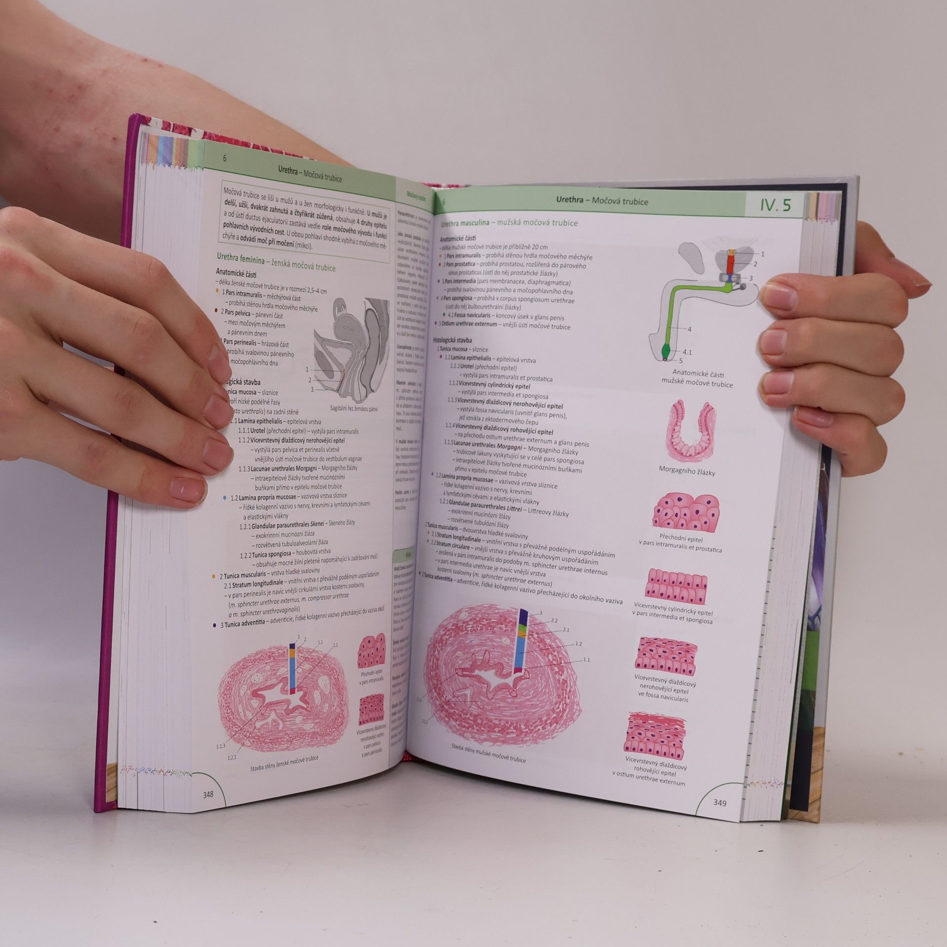 Autorenkollektiv Memorix histologie