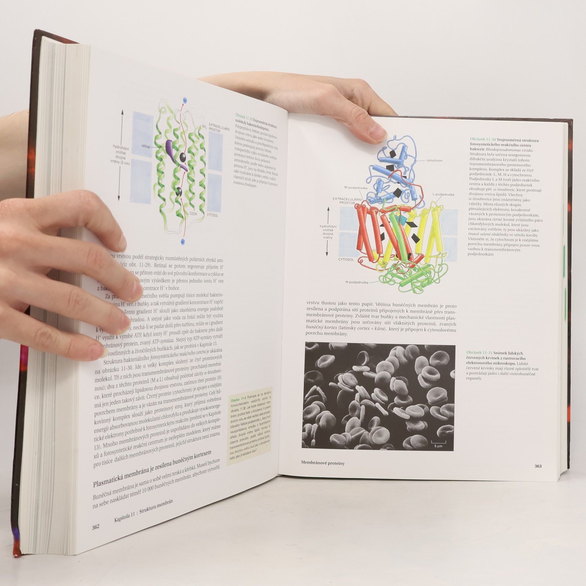 Bruce Alberts Základy buněčné biologie - Úvod do molekulární biologie buňky