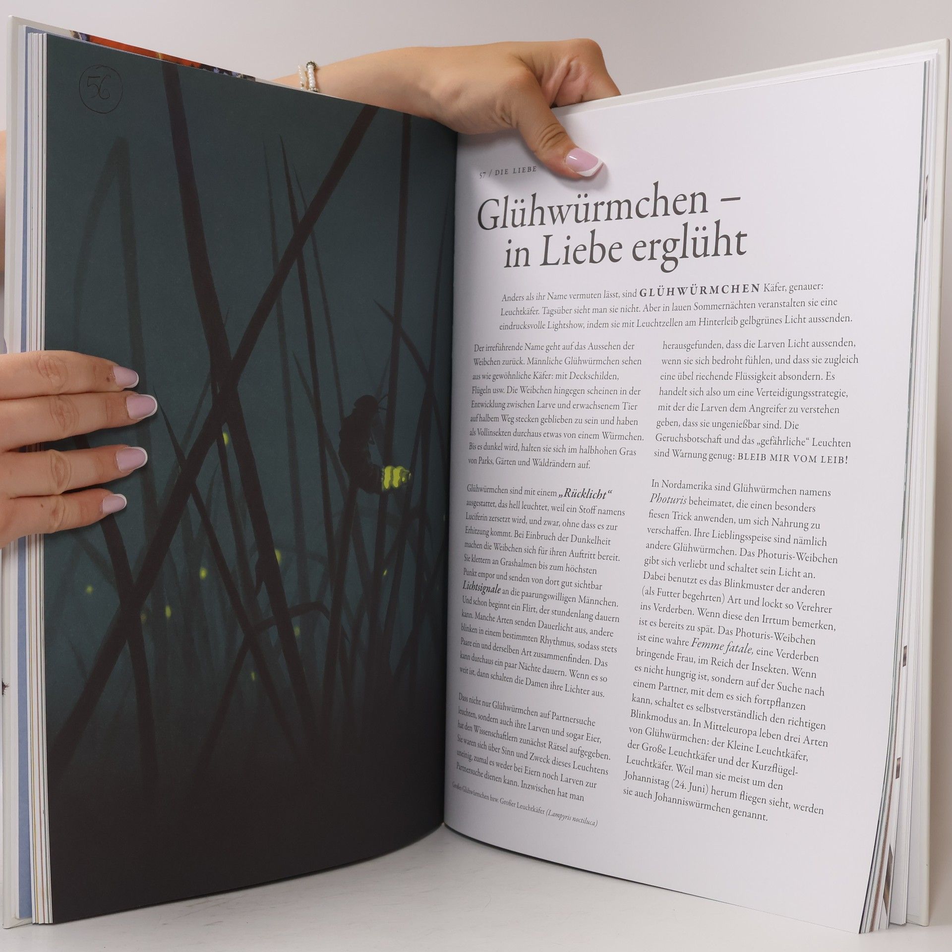 Bart Rossel Die wunderbare Welt der Insekten