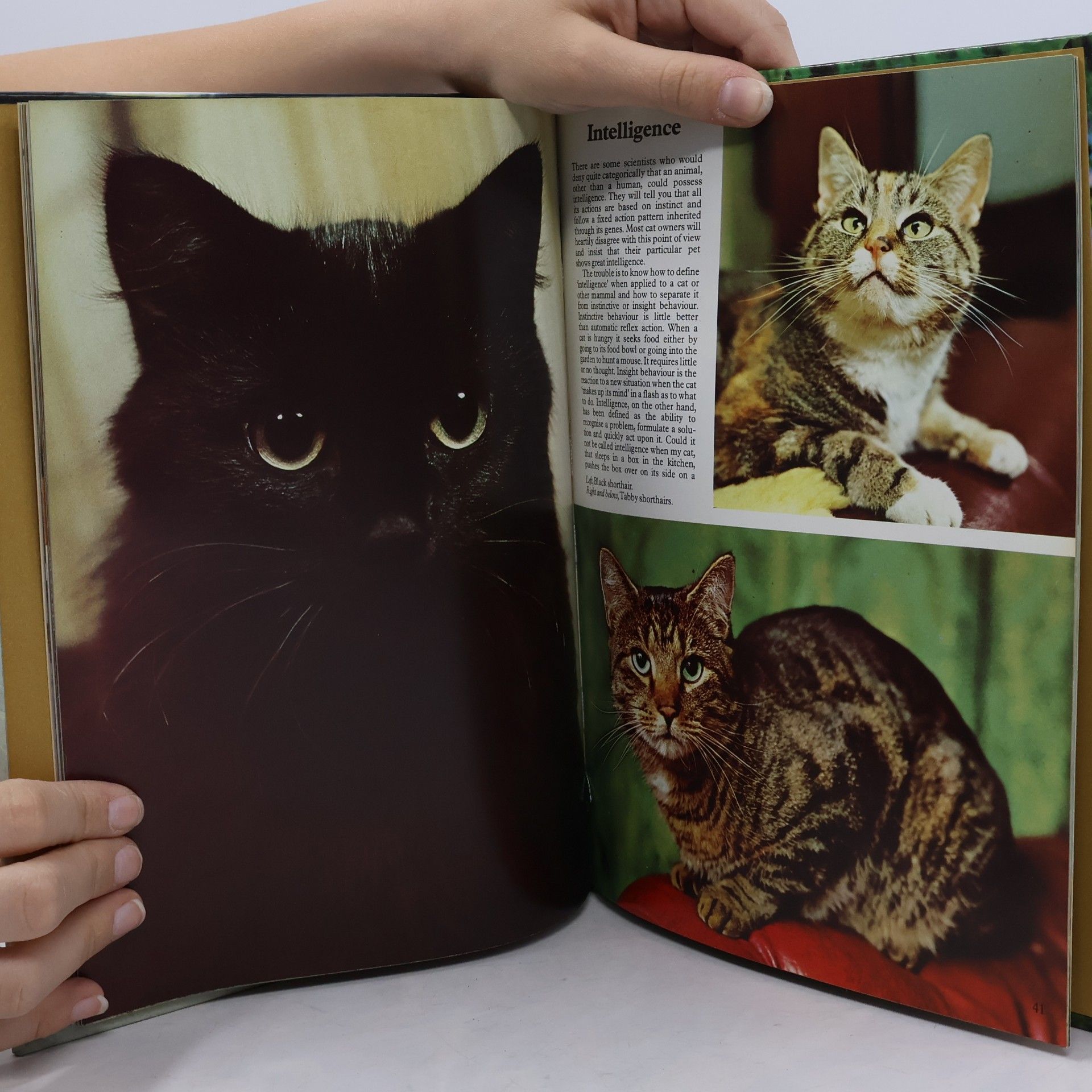 Peggy Wratten Cats