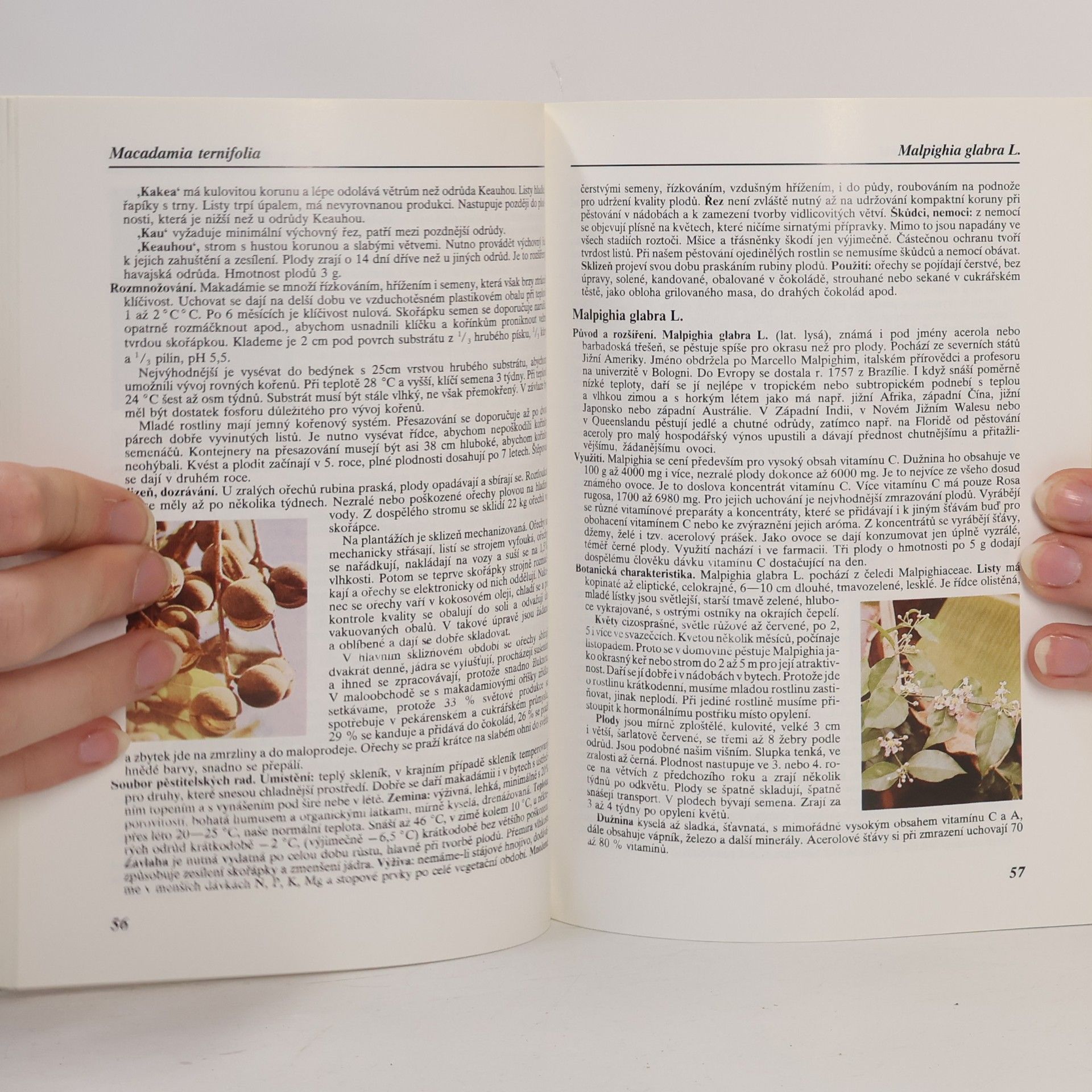 Jiří Šamla Subtropy. Pěstitelské praktikum. 2. díl