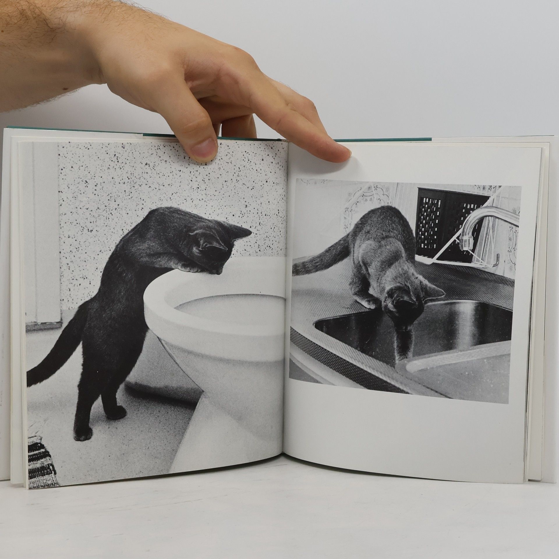 Agneta Näslund Das liebenswerte Katzenbuch
