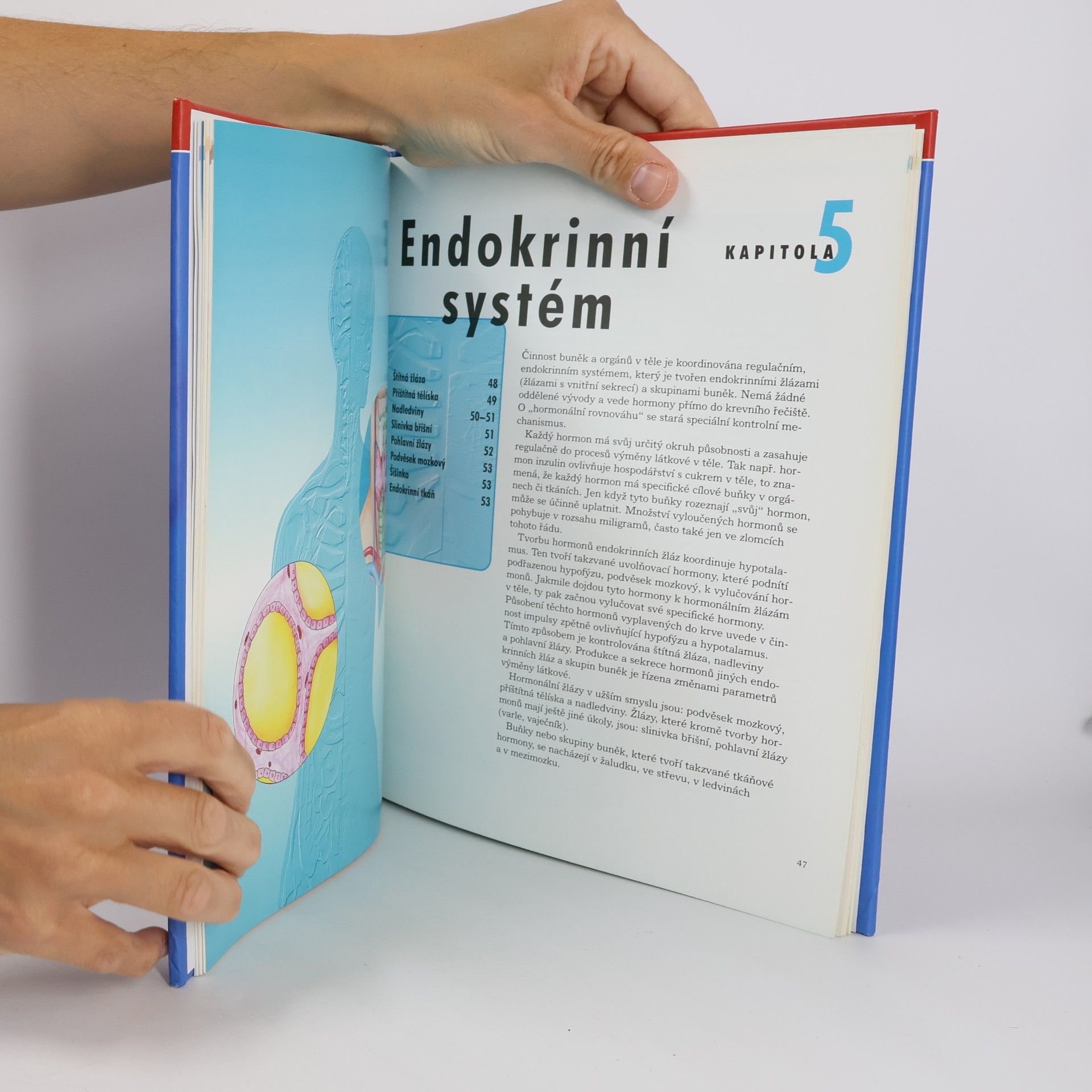 Auteurscollectief Lidské tělo. Orgány. Tělní systémy. Funkce