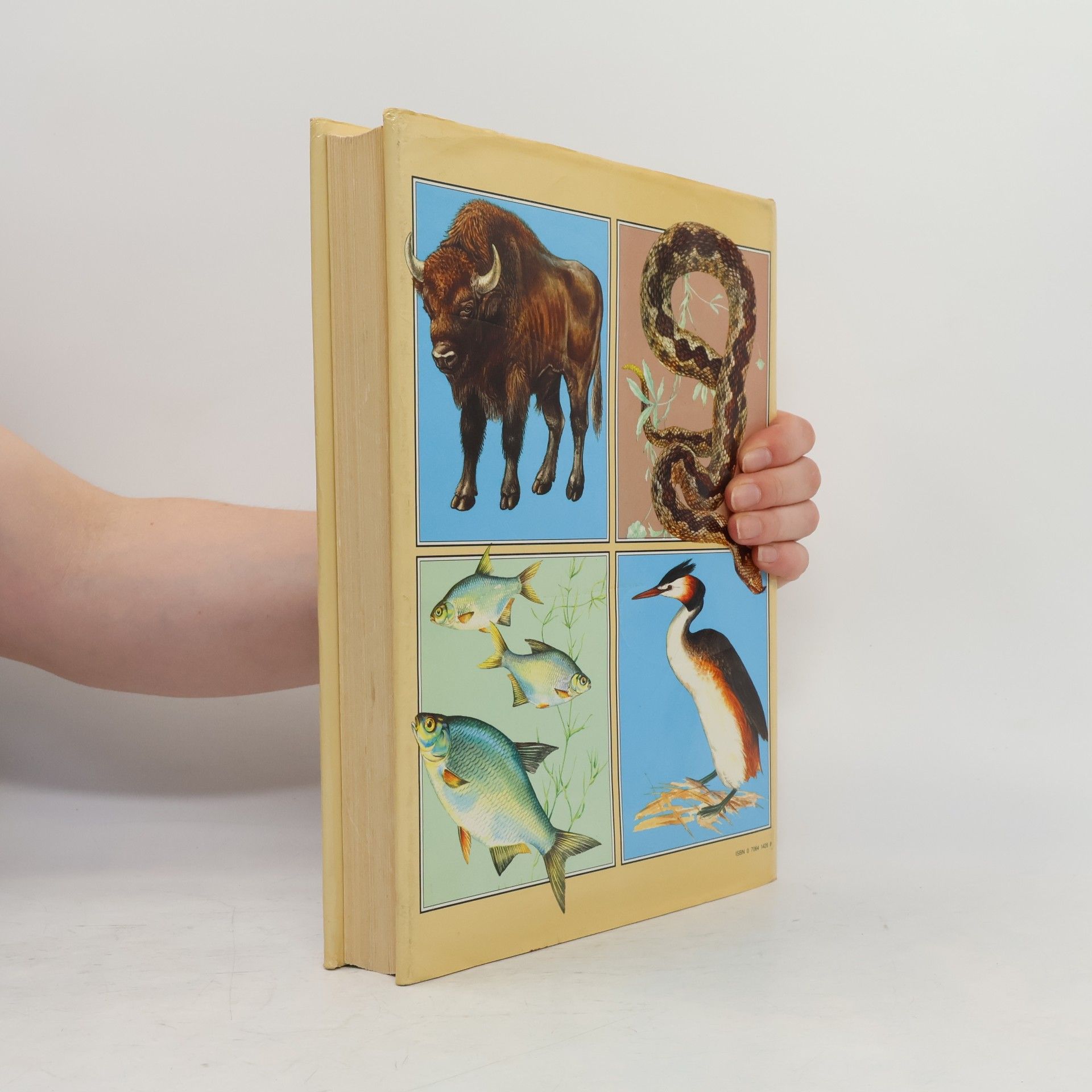 Jana Horáčková The Illustrated Book of Animal Life