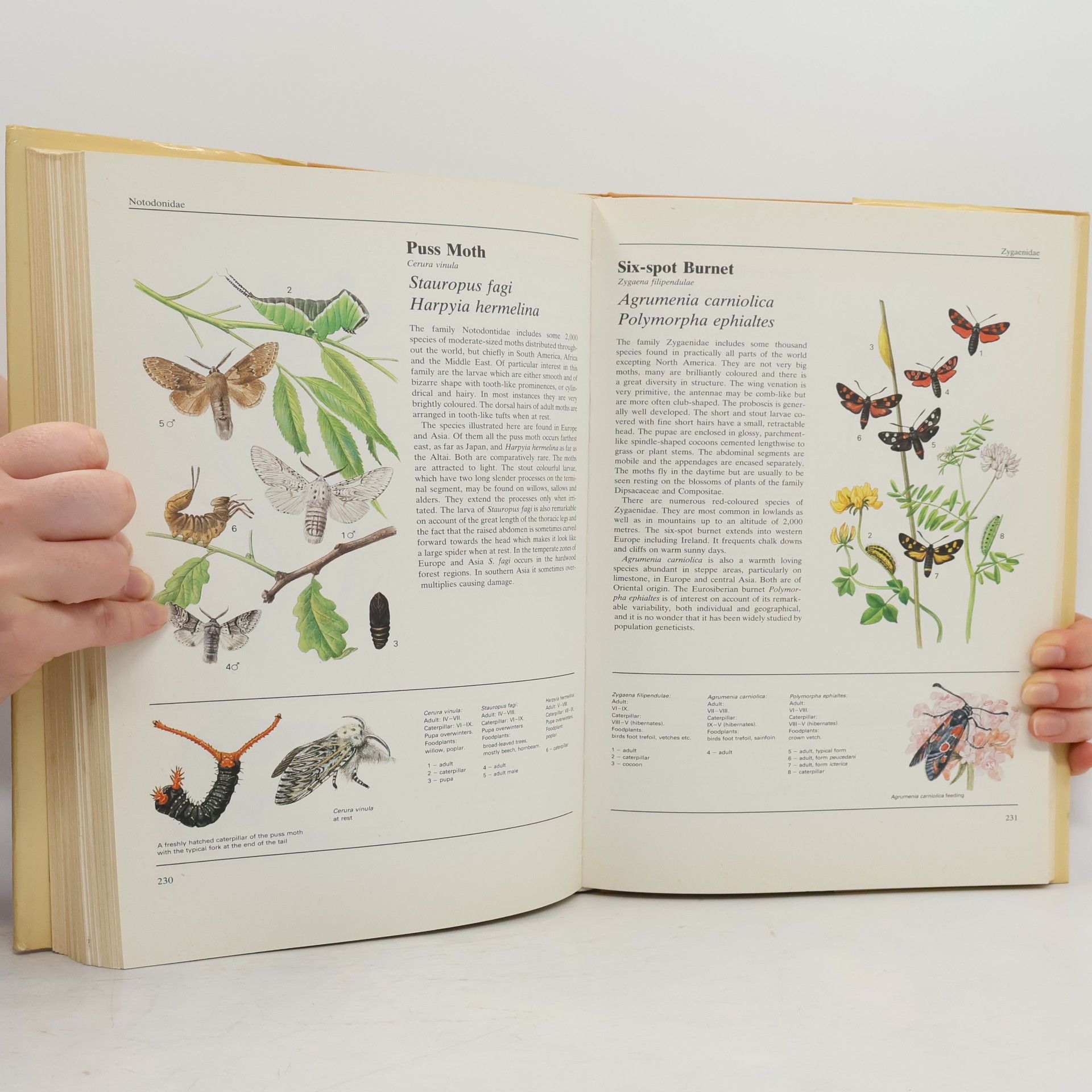 Jana Horáčková The Illustrated Book of Animal Life