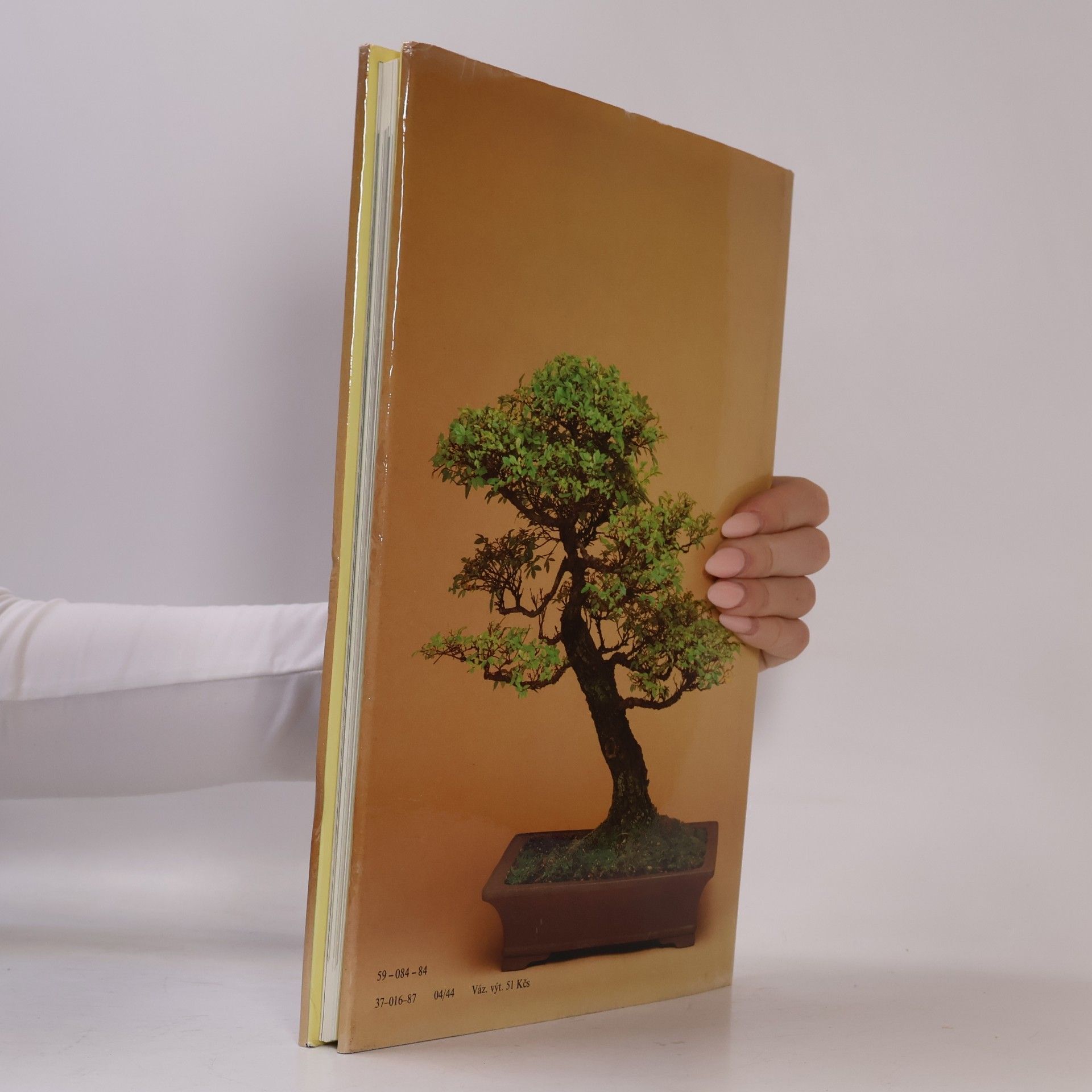 Christine Stewart Bonsai