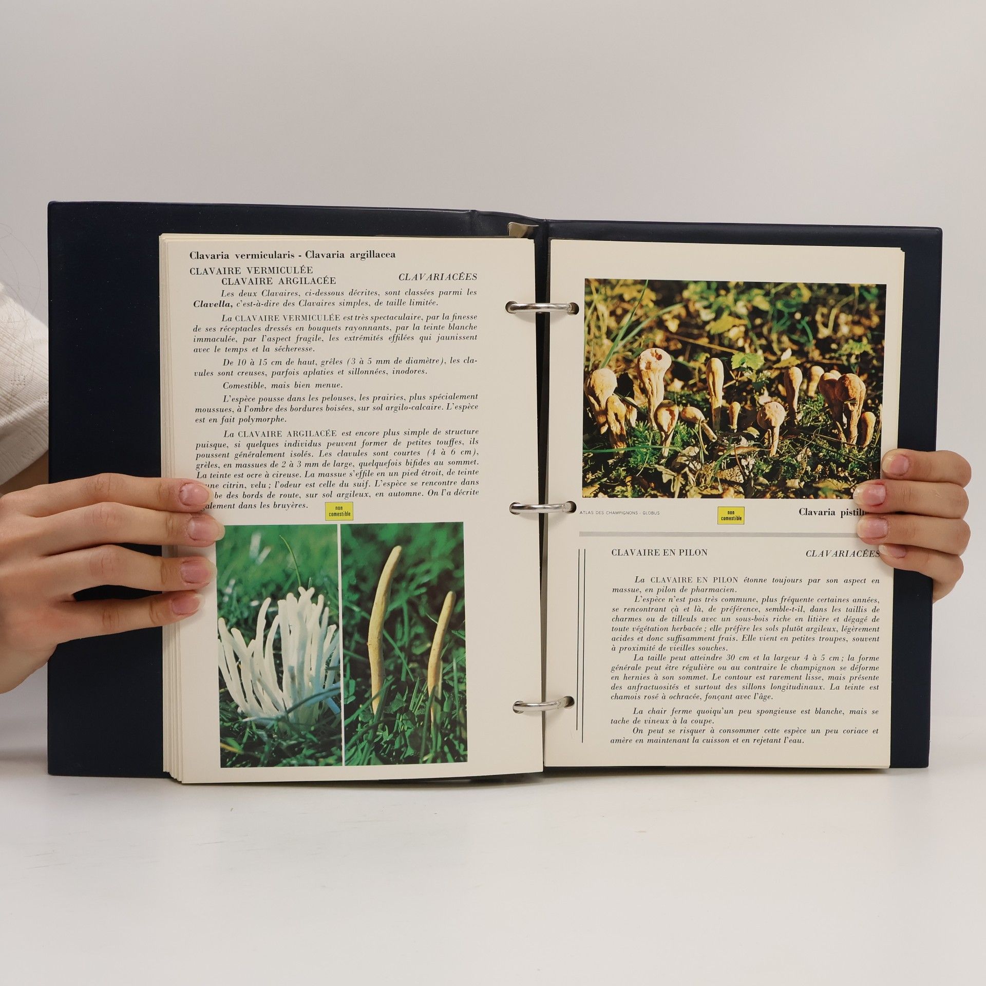 Kolektiv autorů Atlas des Champignons