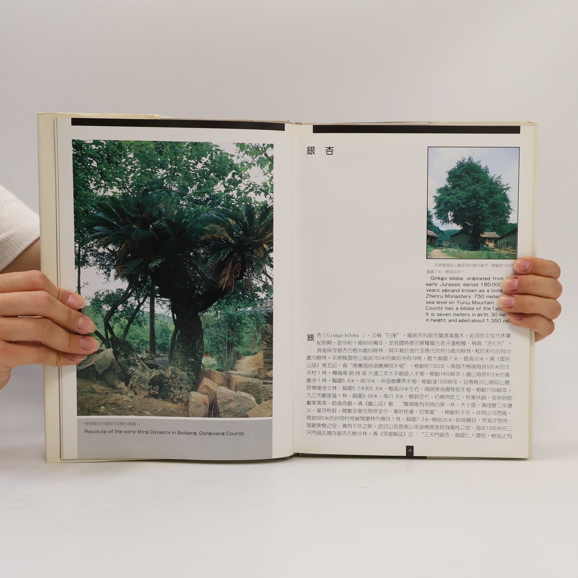 Yang Fangxi  Paleo-Trees of Jiangxi