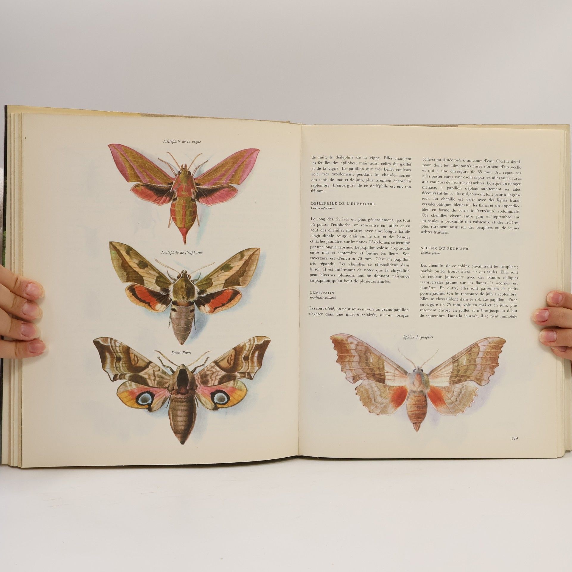Various authors Faune d'Europe