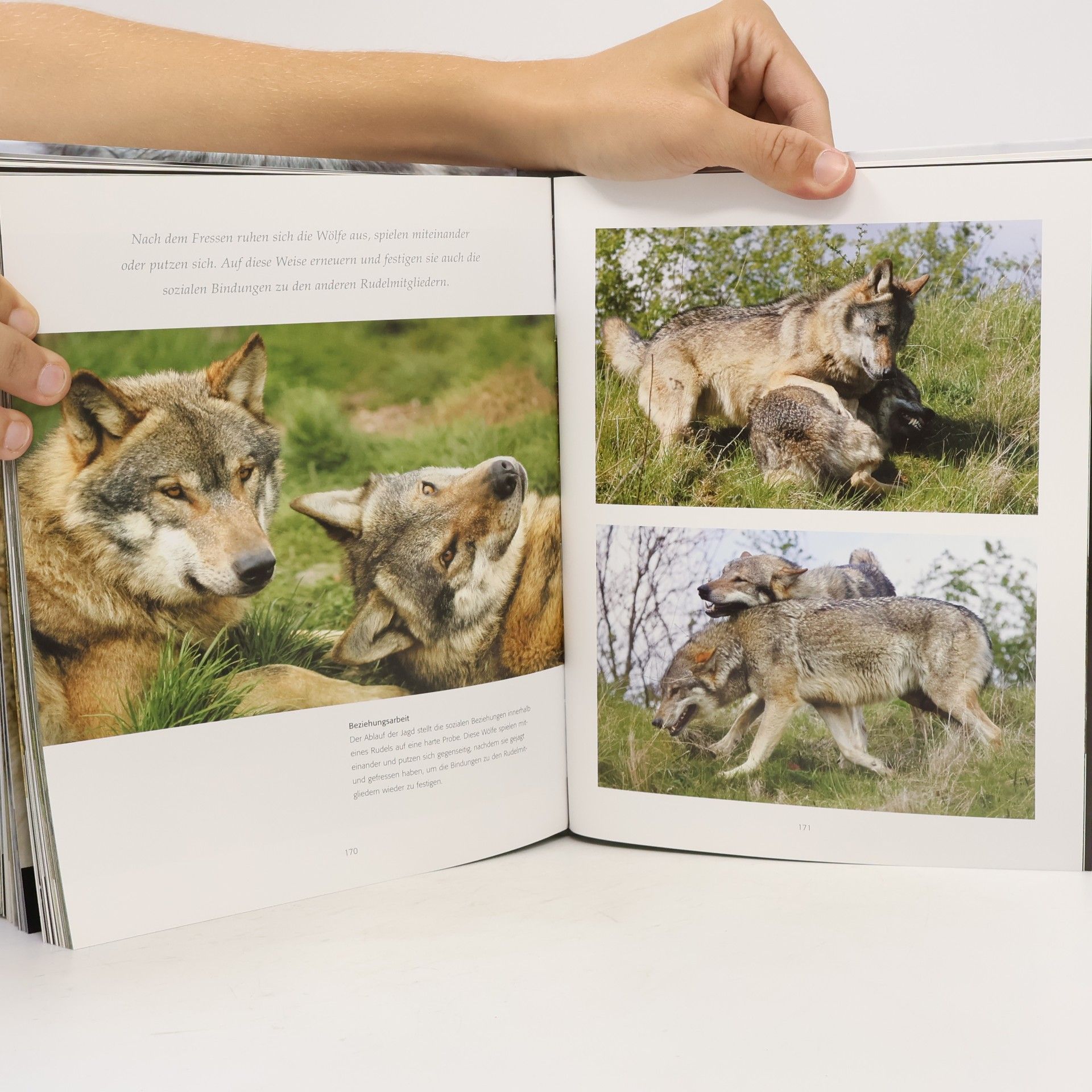 Collectif d'auteurs Der Wolf. Wild und faszinierend