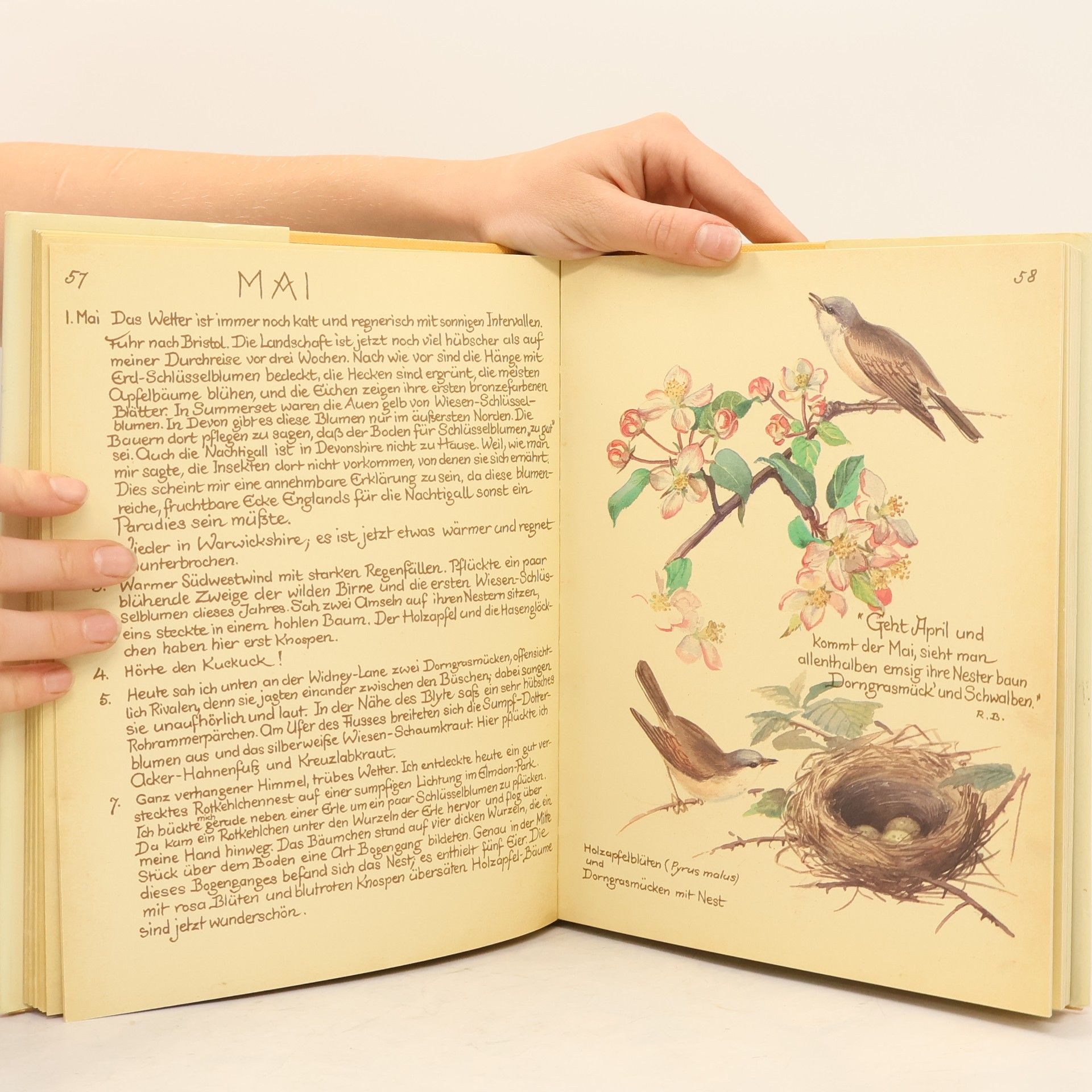Edith Holden Vom Glück, mit der Natur zu leben