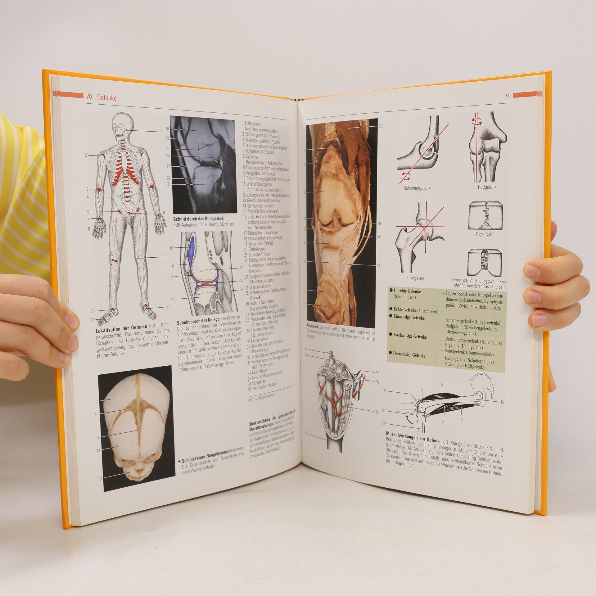 Elke Lütjen-Drecoll Atlas der Anatomie