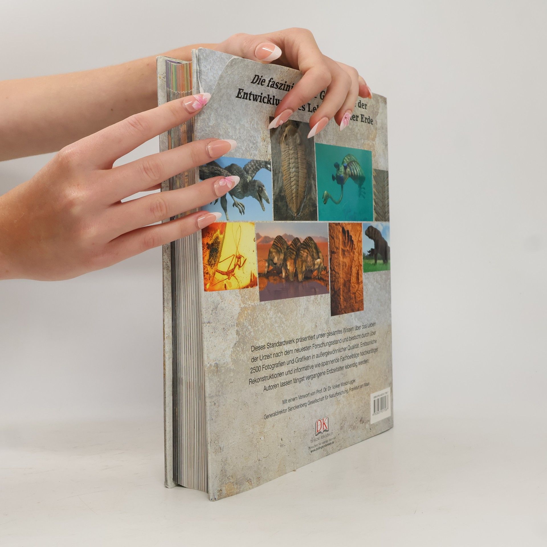 Collectif d'auteurs Die Urzeit