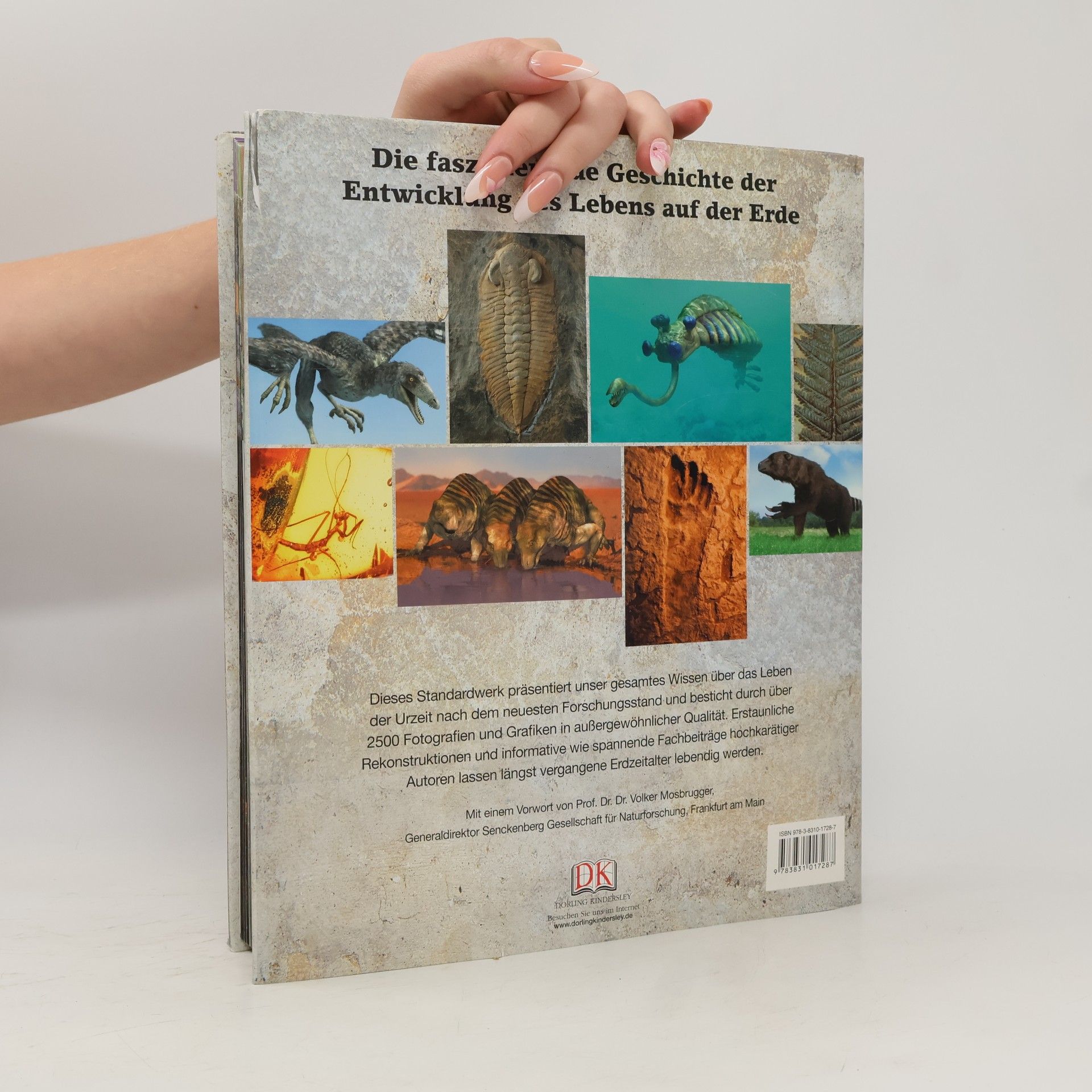 Collectif d'auteurs Die Urzeit