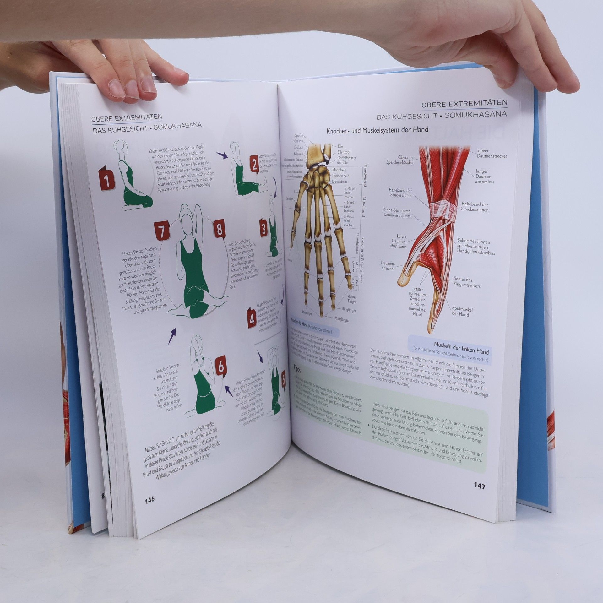 Svenja Tengs YOGA Anatomie-Atlas