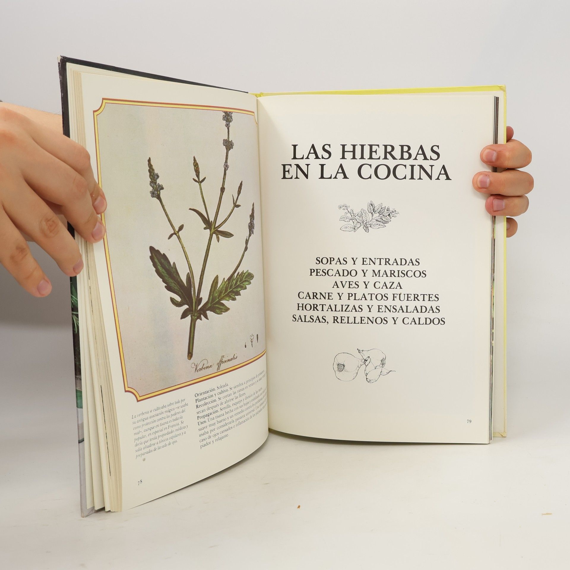 Anonimo Enciclopedia de las Hierbas