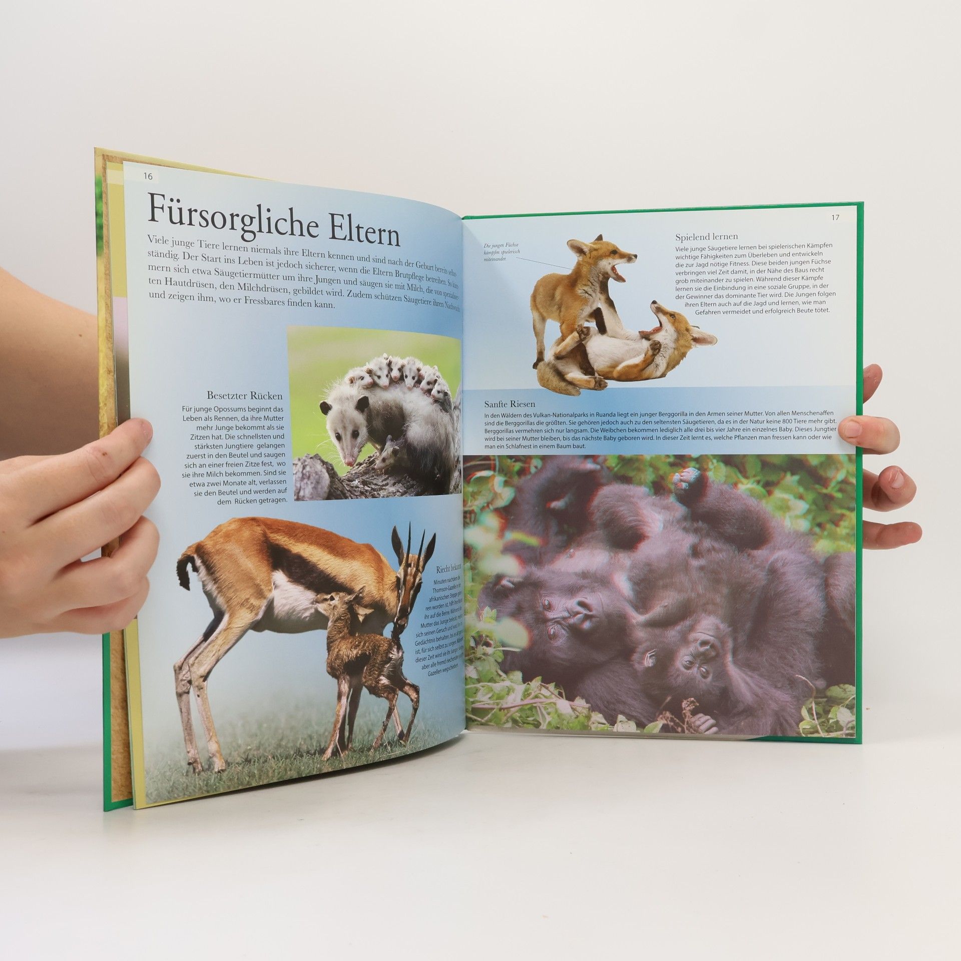 Autorenkollektiv Lexikon der Tiere