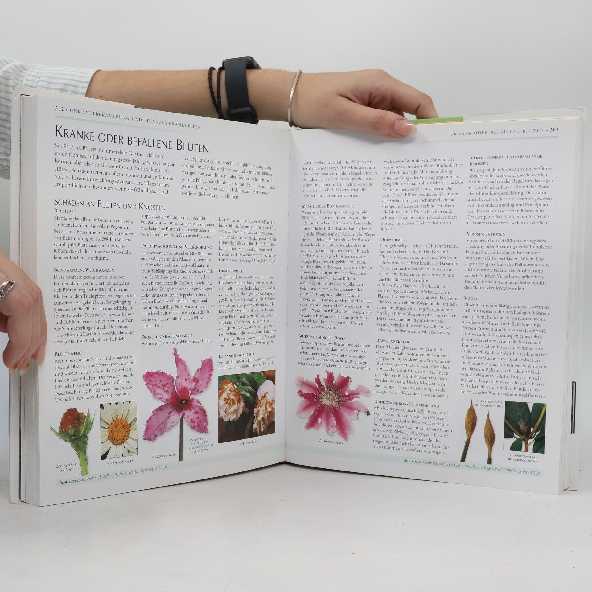Autorenkollektiv Das grosse Gartenhandbuch