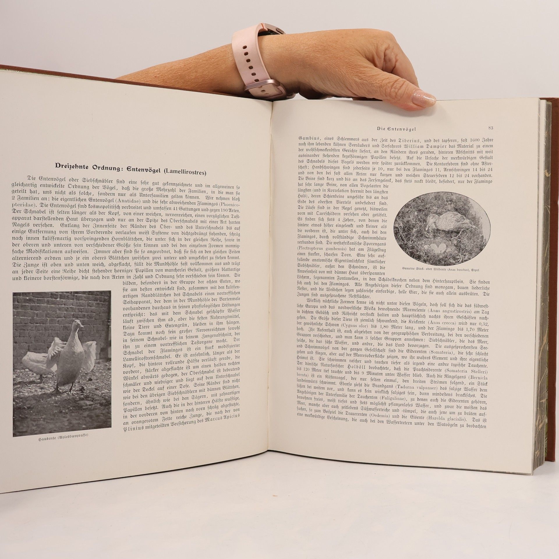 W. Marshall Die Tiere der Erde 3