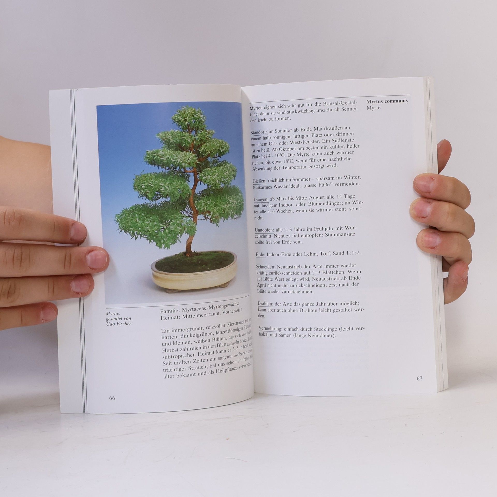 Ilona Lesniewicz Bonsai für die Wohnung