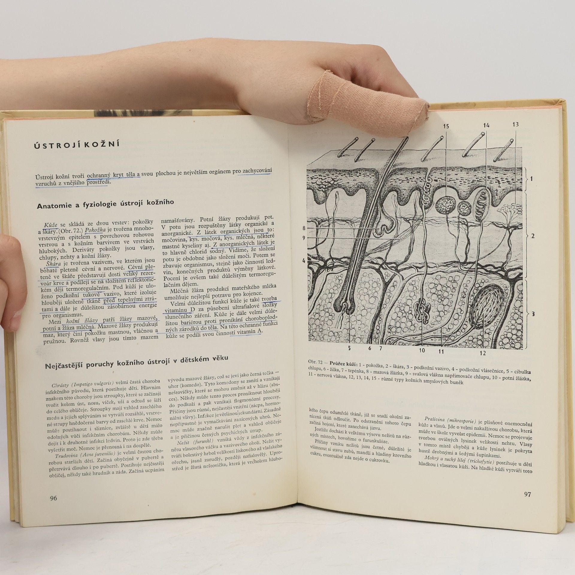 Autorenkollektiv Biologie dítěte a školní hygiena