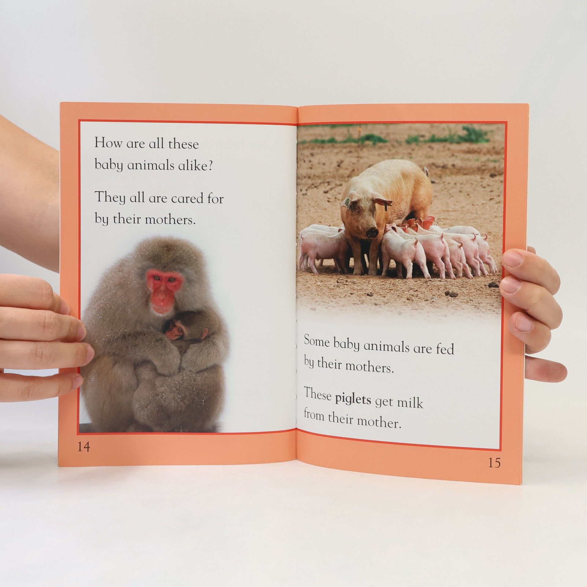 Autorenkollektiv Baby Animals 1