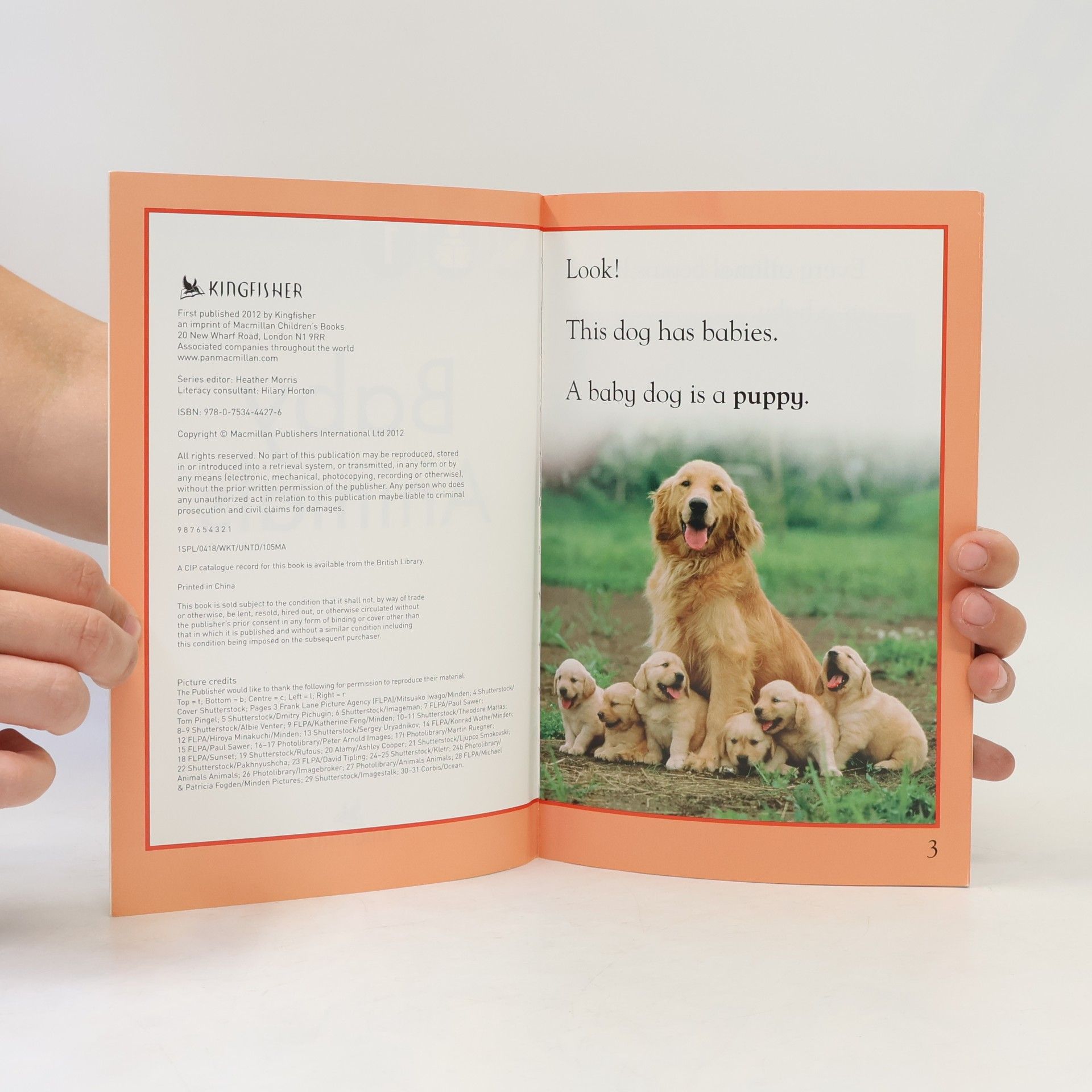 Autorenkollektiv Baby Animals 1