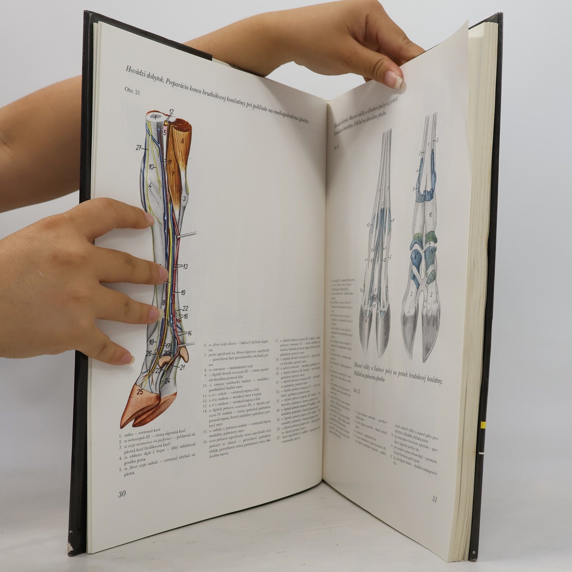 Peter Popesko Atlas topografickej anatómie hospodárskych zvierat : Diel III. - panva a končatiny