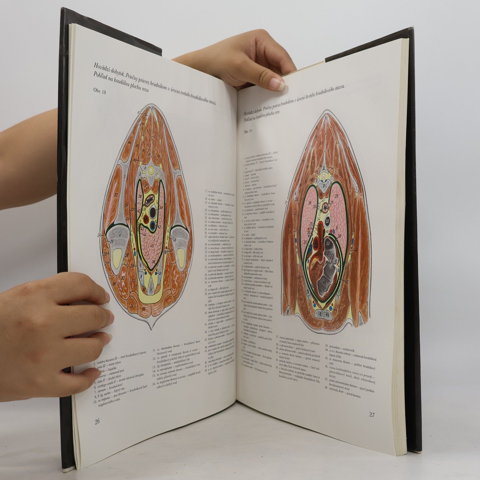 Peter Popesko Atlas topografickej anatómie hospodárskych zvierat diel II. - Trup
