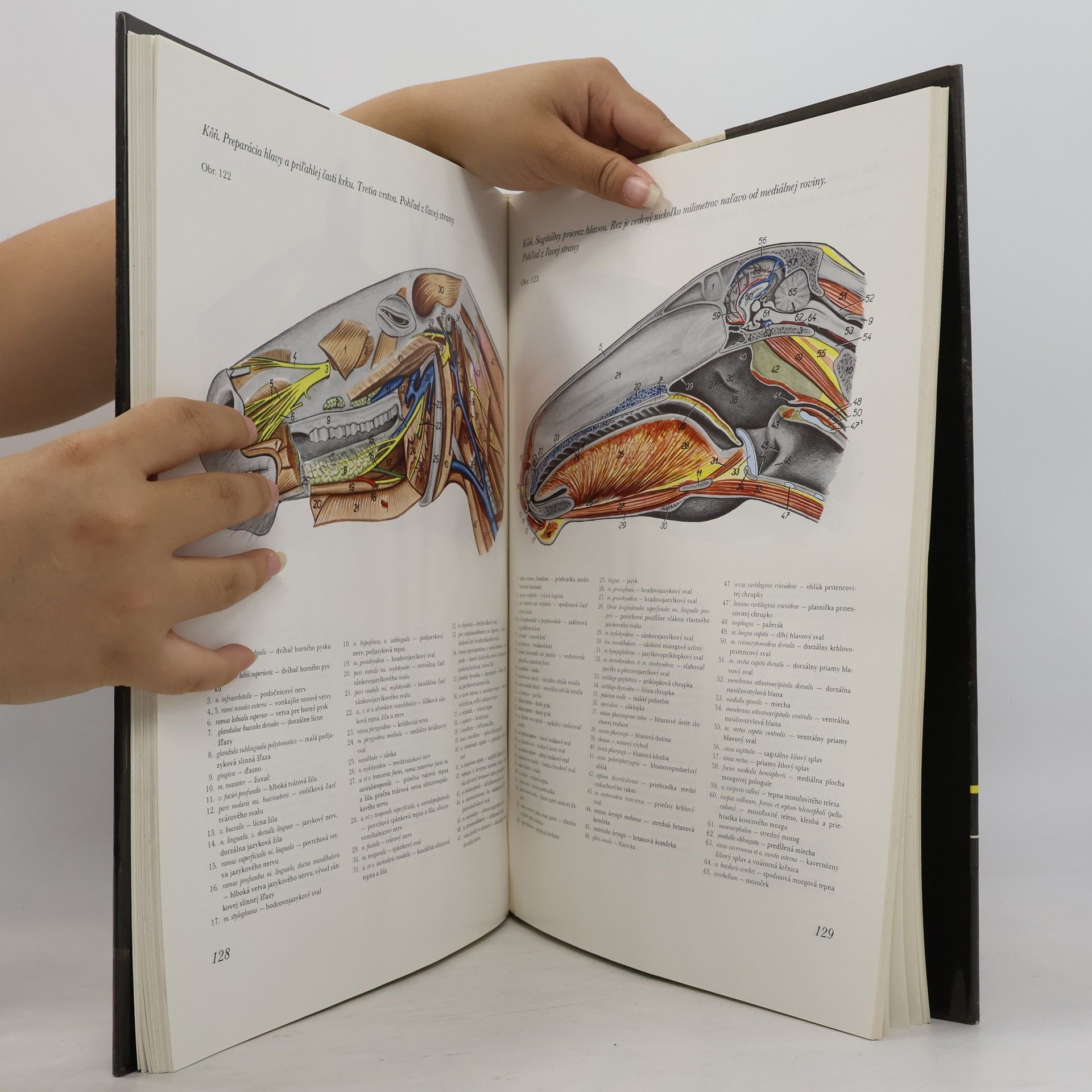 Peter Popesko Atlas topografickej anatómie hospodárskych zvierat. I. diel -Hlava a krk