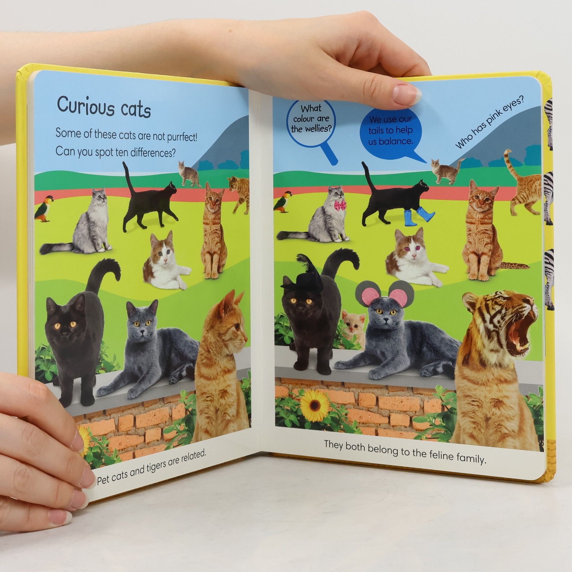 DK Publishing Spot the Difference Animals