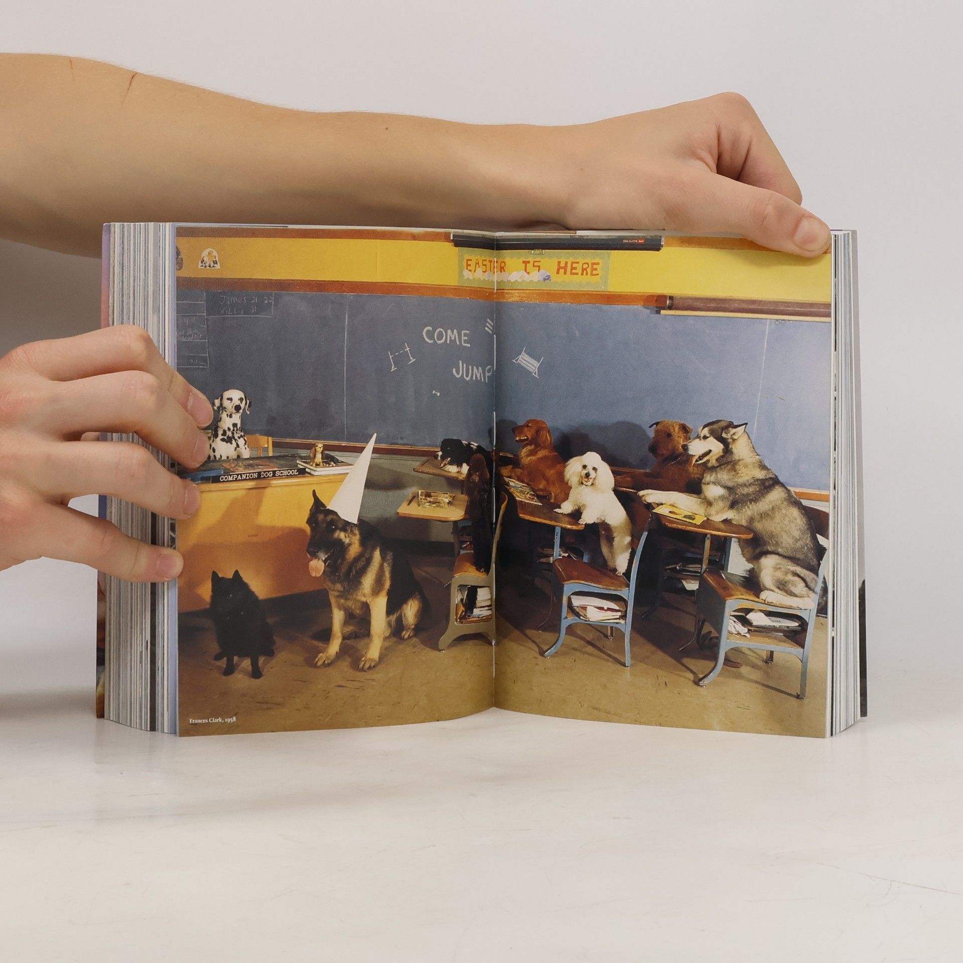 Raymond Merritt A Thousand Dogs
