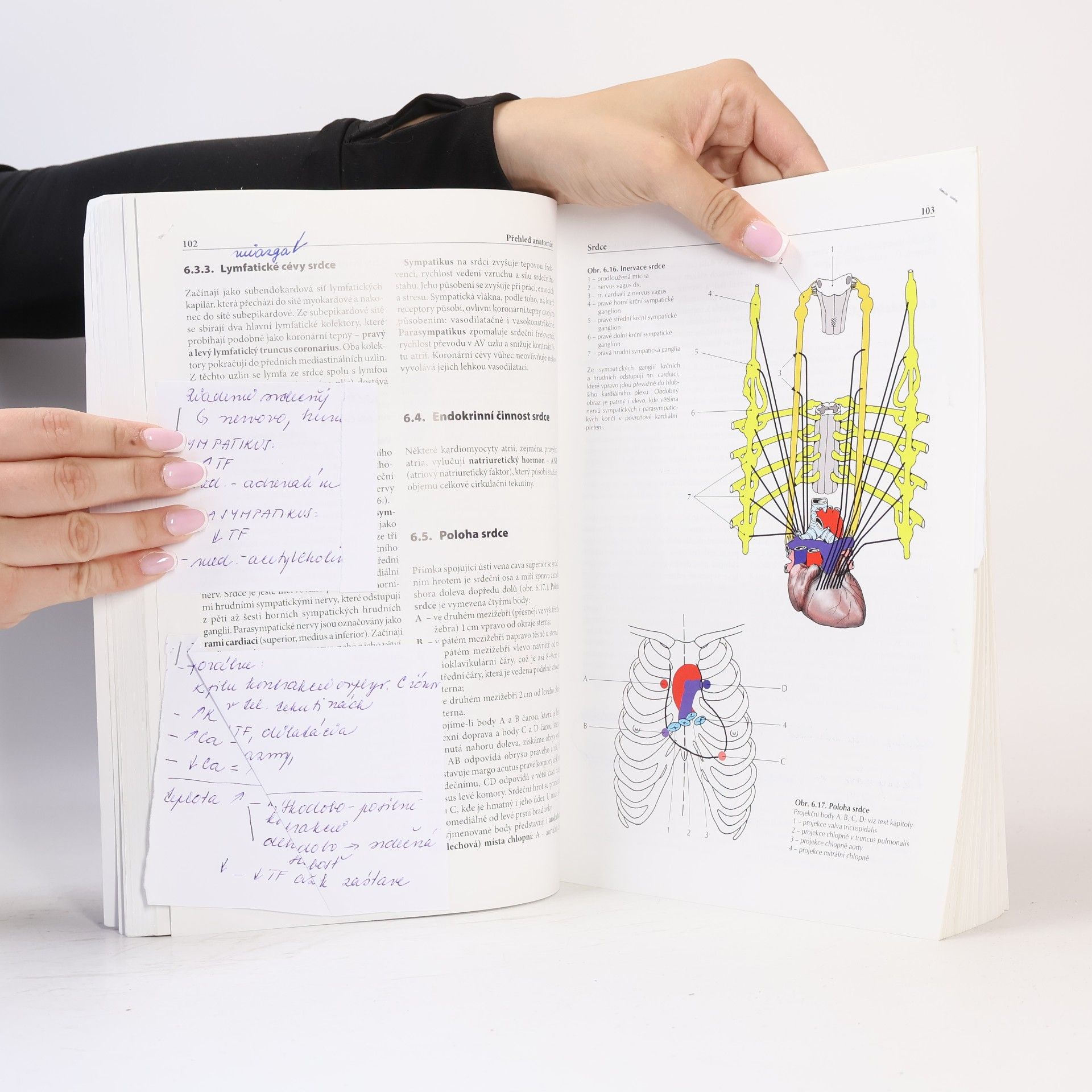 Ondřej Naňka Přehled anatomie