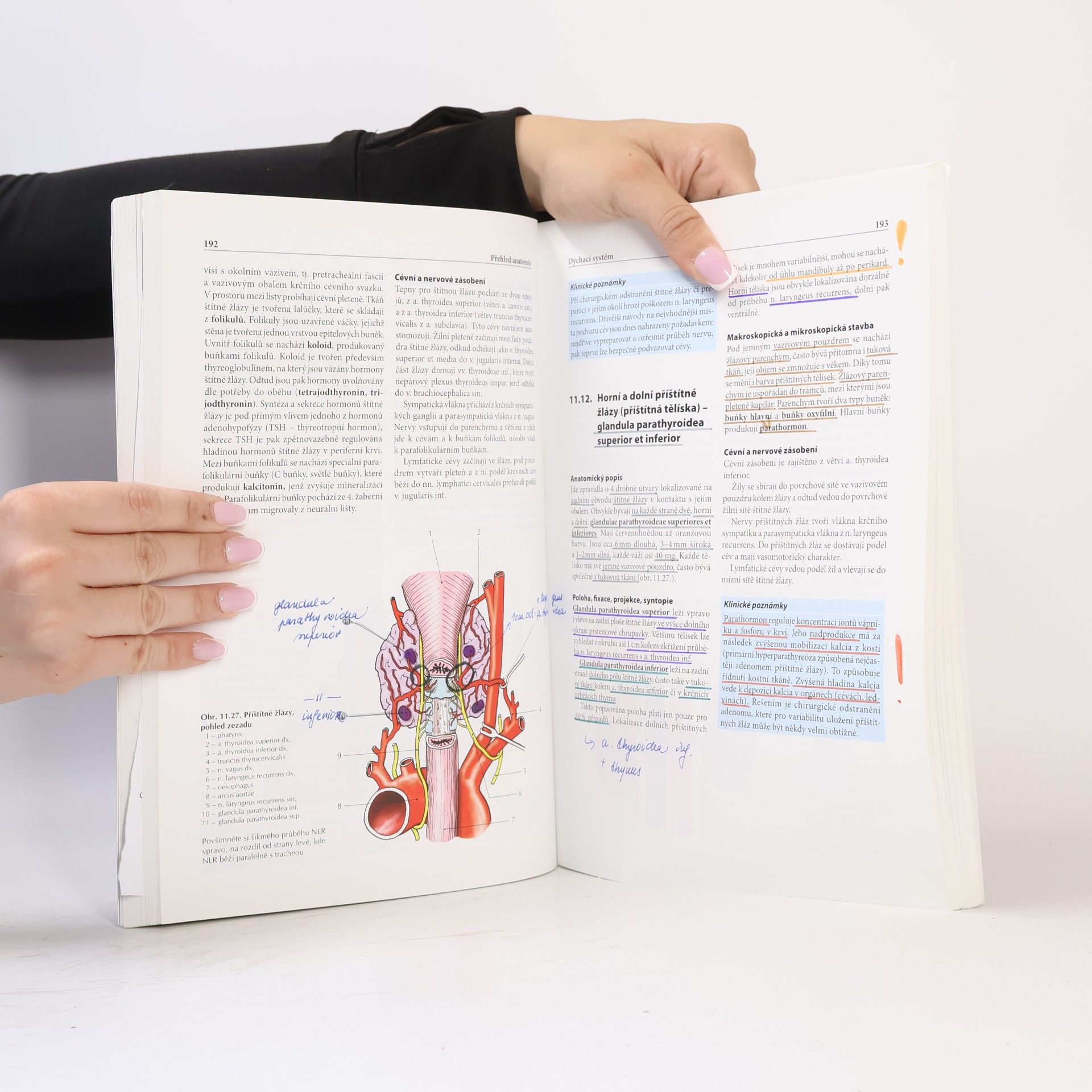 Ondřej Naňka Přehled anatomie