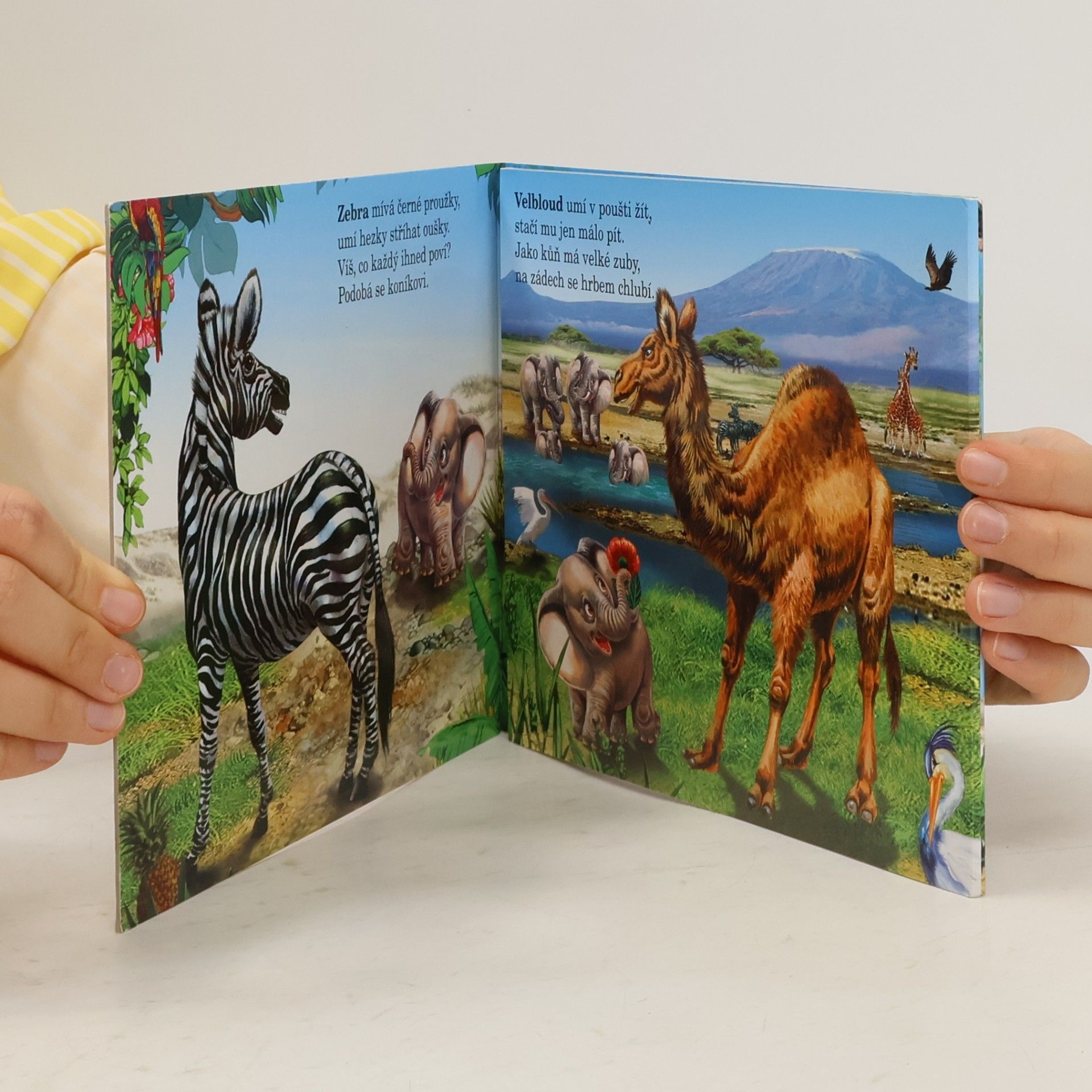 Autorenkollektiv Zvířátka v ZOO