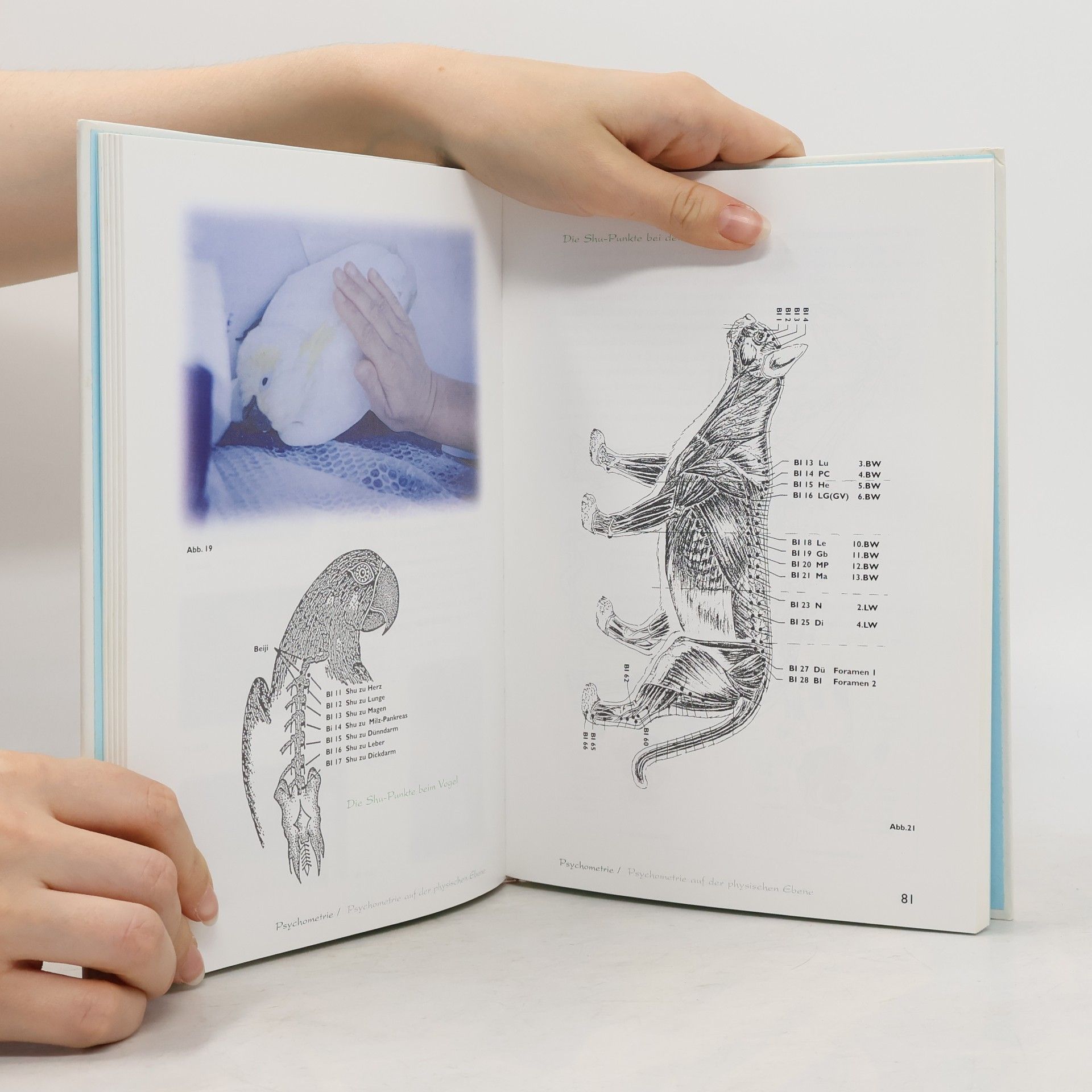 Rosina Sonnenschmidt Das große Praxisbuch der Englischen Psychometrie