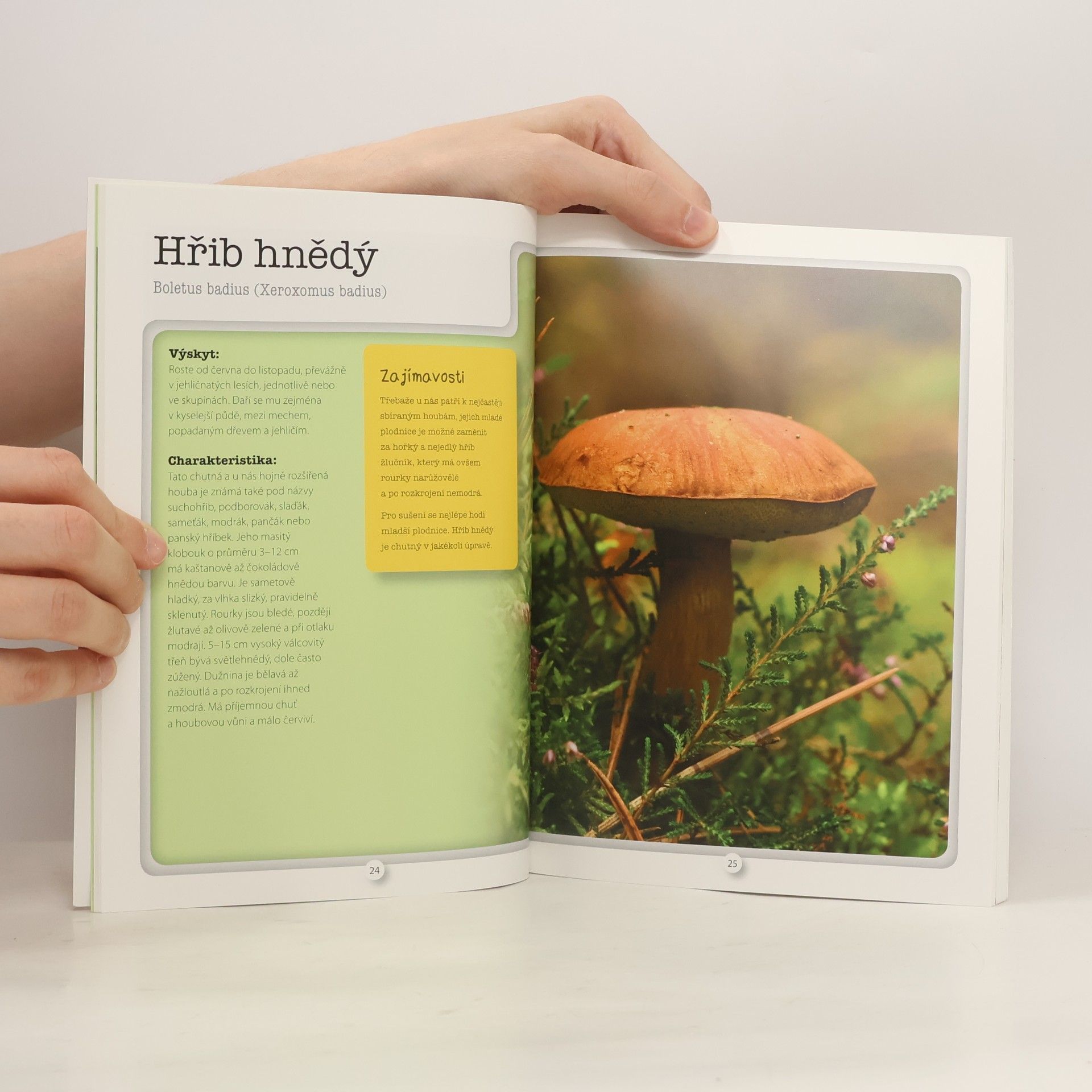 Autorenkollektiv Houby - atlas hub a recepty